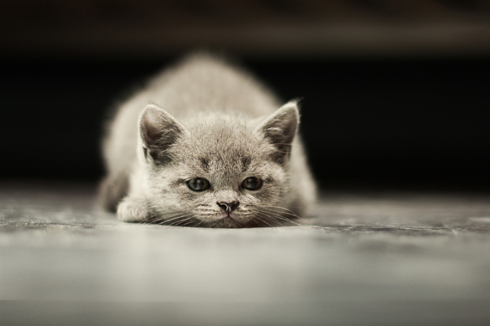 El estado de Alabama fue donde se produjo la mayor condena por maltrato animal a un hombre con 75 cargos de crueldad animal y fraude, para quien se dictaminaron 99 años de prisión (iStock)