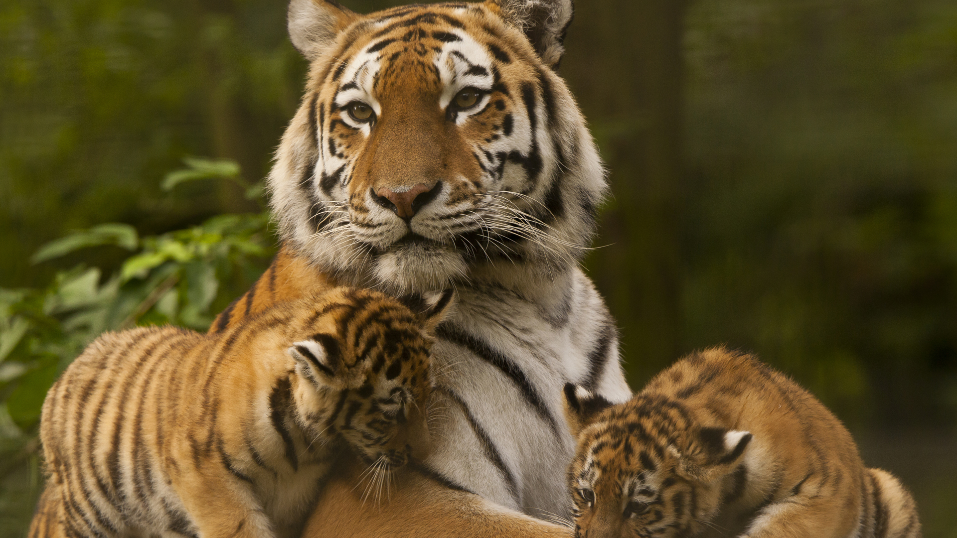 El ambicioso plan pretende restaurar un ecosistema completo para potenciar el desarrollo de la especie (iStock)