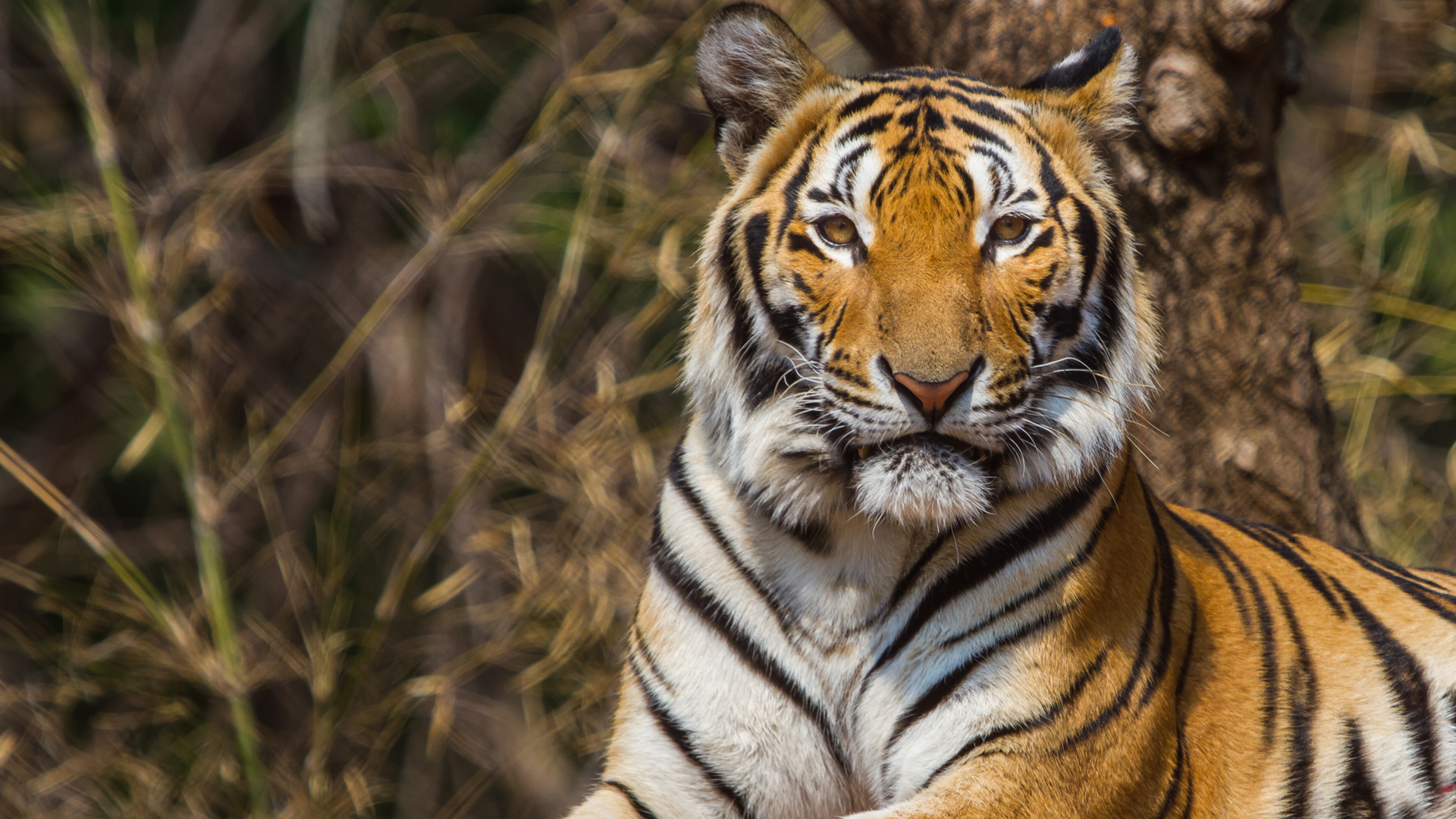 Los tigres Amur o siberianos habitaban hace menos de una década territorios kazajos (iStock)