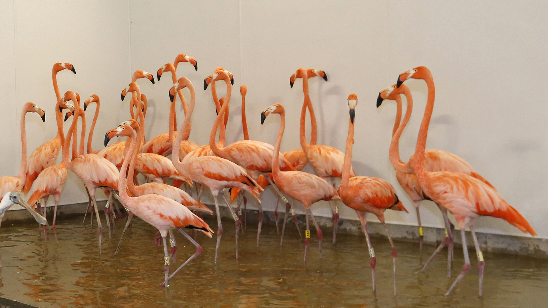 Flamencos del Zoo Miami en un recinto temporal de un edificio resistente a los huracanes el sábado 9 de septiembre de 2017 (AP Photo/Wilfredo Lee)