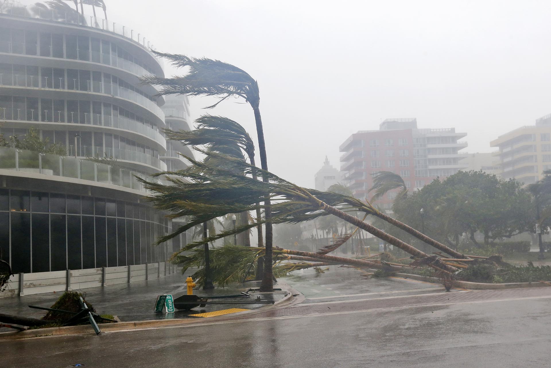 Las palmeras esparcidas por la carretera a medida que pasa el huracán Irma en Miami Beach, Florida (AP)