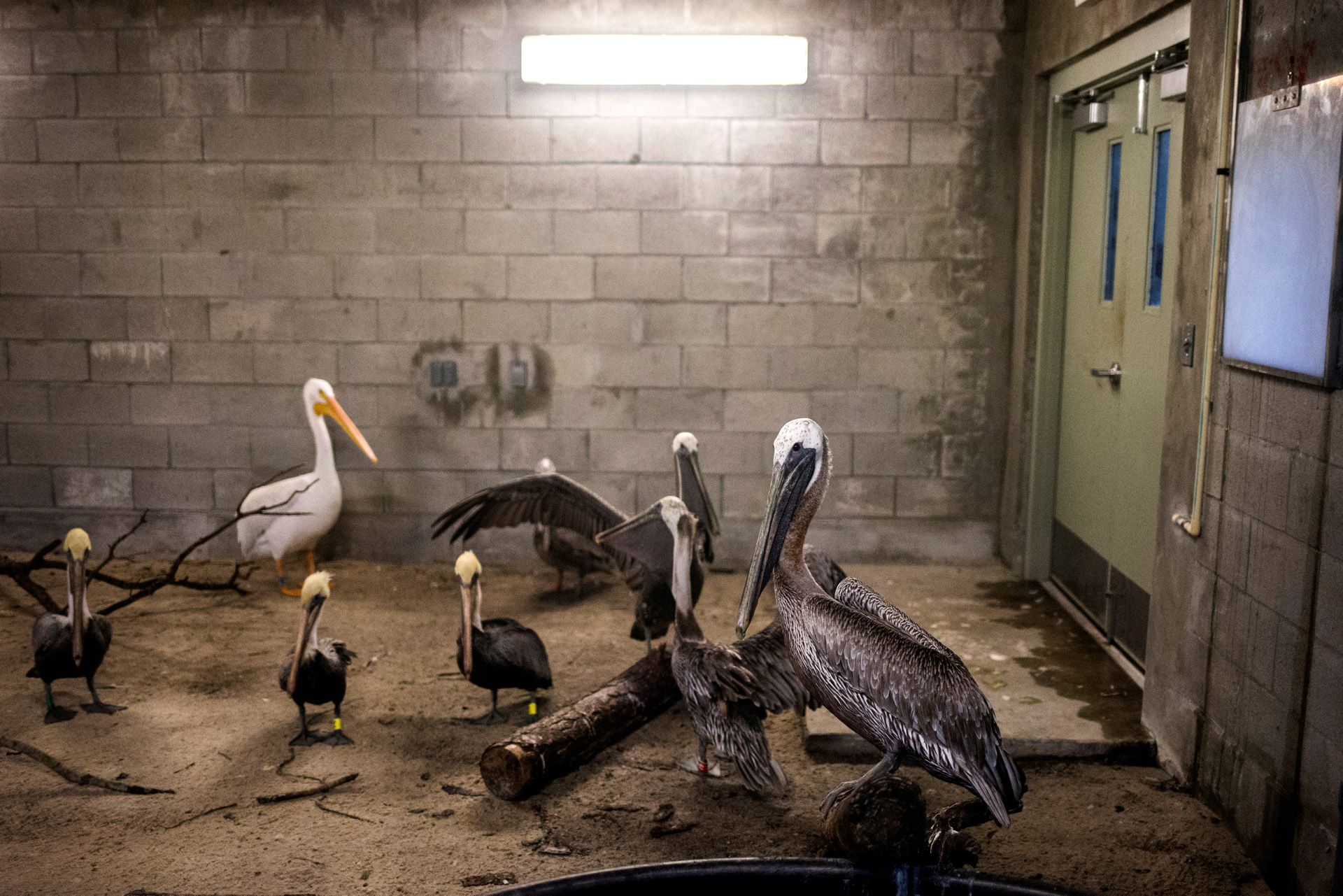 Pelícanos marrones y un pelicano blanco estadounidense se refugian en un albergue antes de la caída del huracán Irma en el zoológico de Miami, Florida. (Reuters)