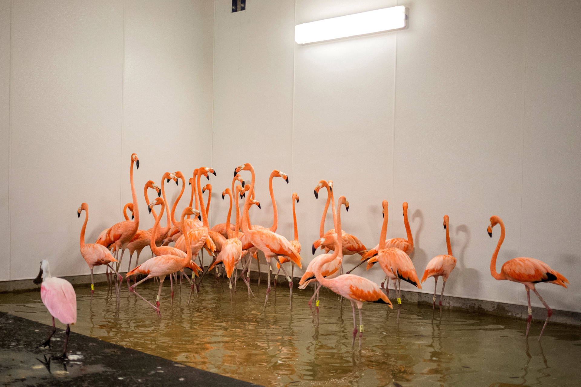 Los flamencos se refugian en un albergue antes de la caída del huracán Irma en el zoológico de Miami, Florida. (Reuters)