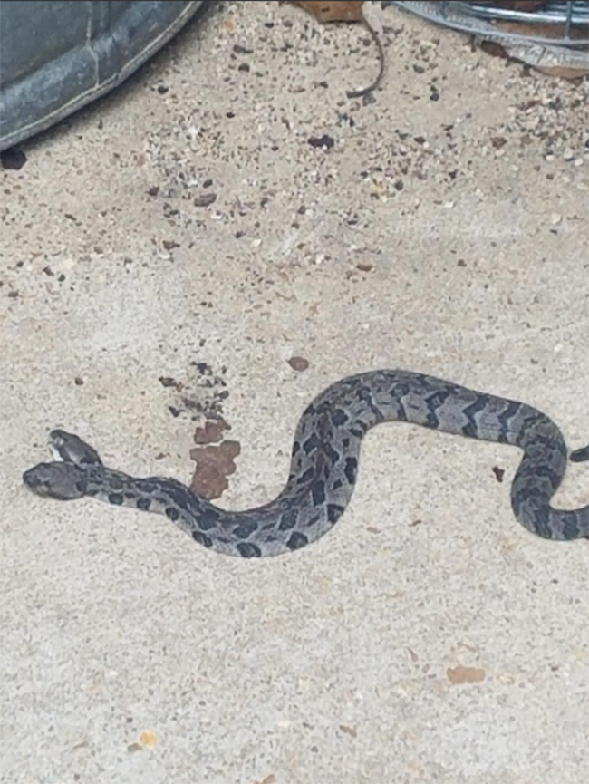 La serpiente, por el momento, no presenta problemas de salud