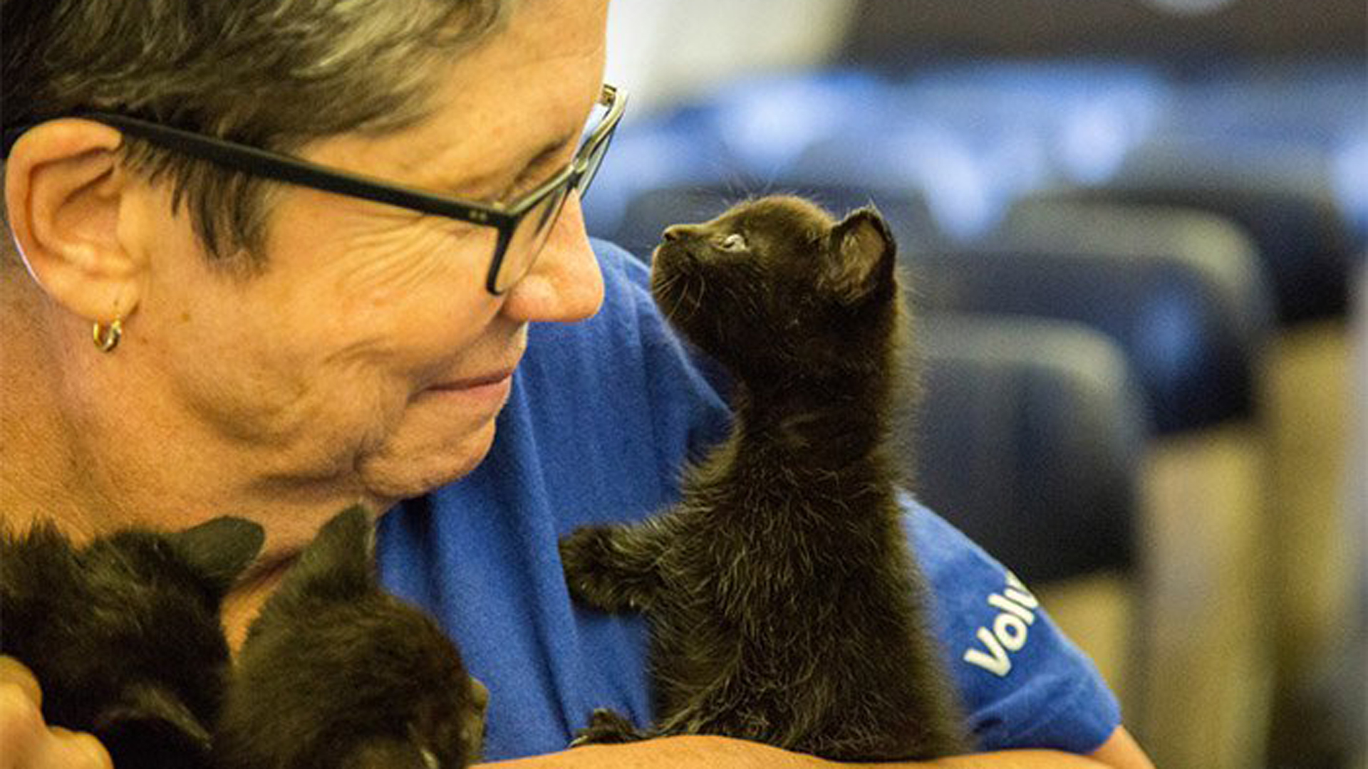 Activistas de asociación junto a un reconocida linea aérea trasladaron perros y gatos luego de la catástrofe natural (Twitter/Southwest Airlines)