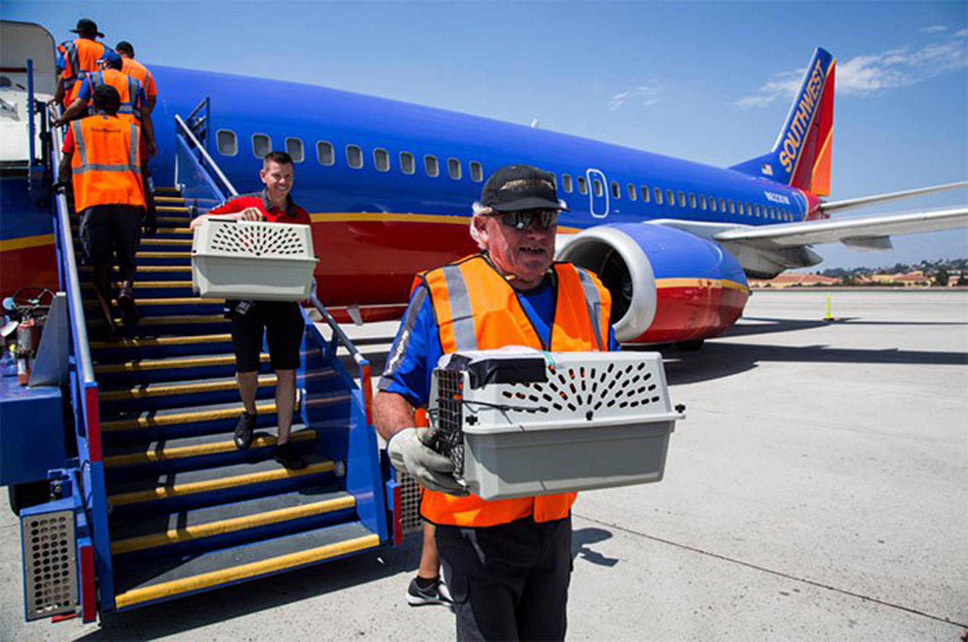 El vuelo con más de 64 mascotas a bordo toco suelo en Texas (Twitter/Southwest Airlines)