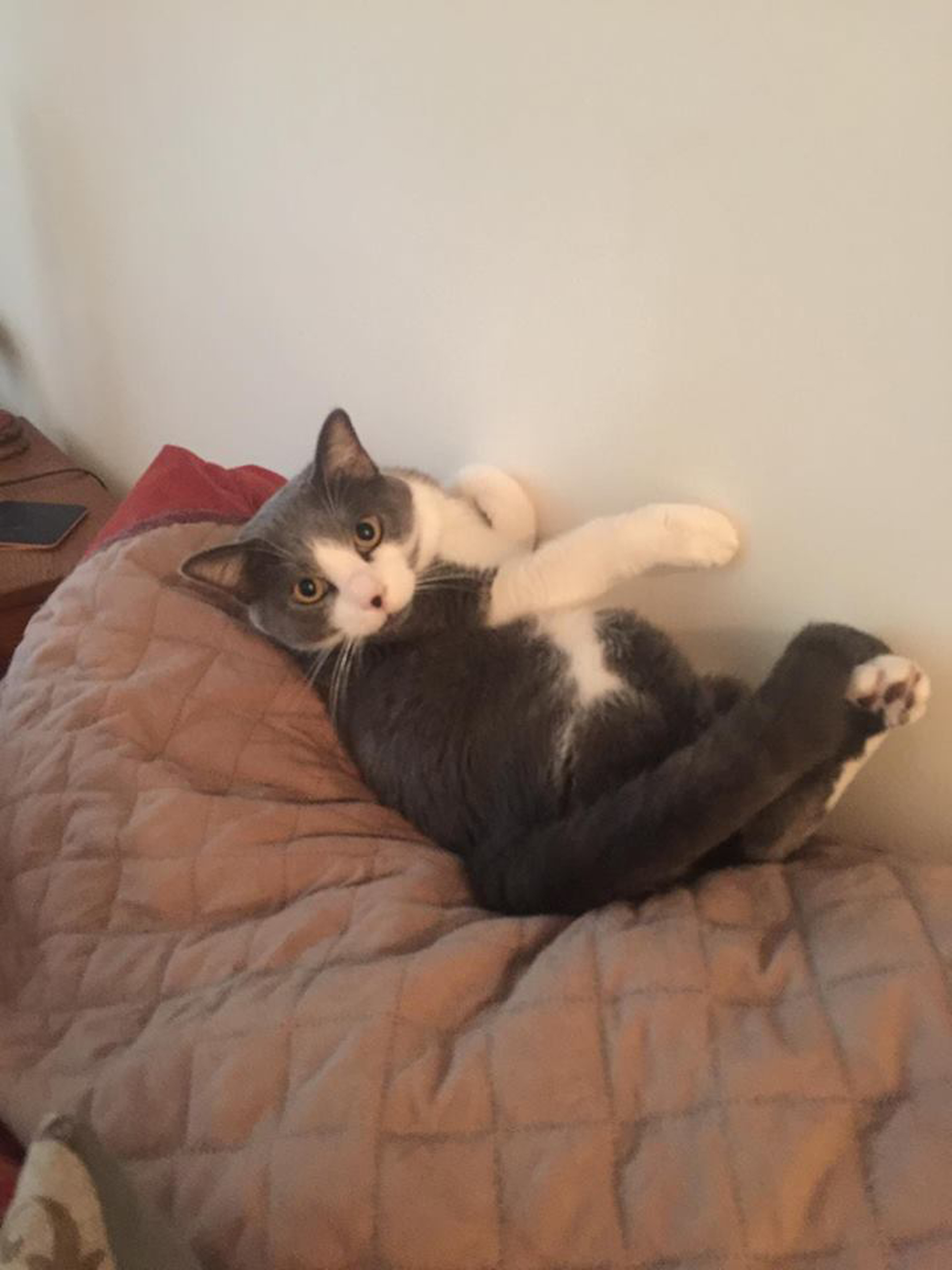 Antes del impacto del huracán, la pareja ya había recogido las mascotas de 23 familias diferentes (A Paw Above Pet Sitting Services)