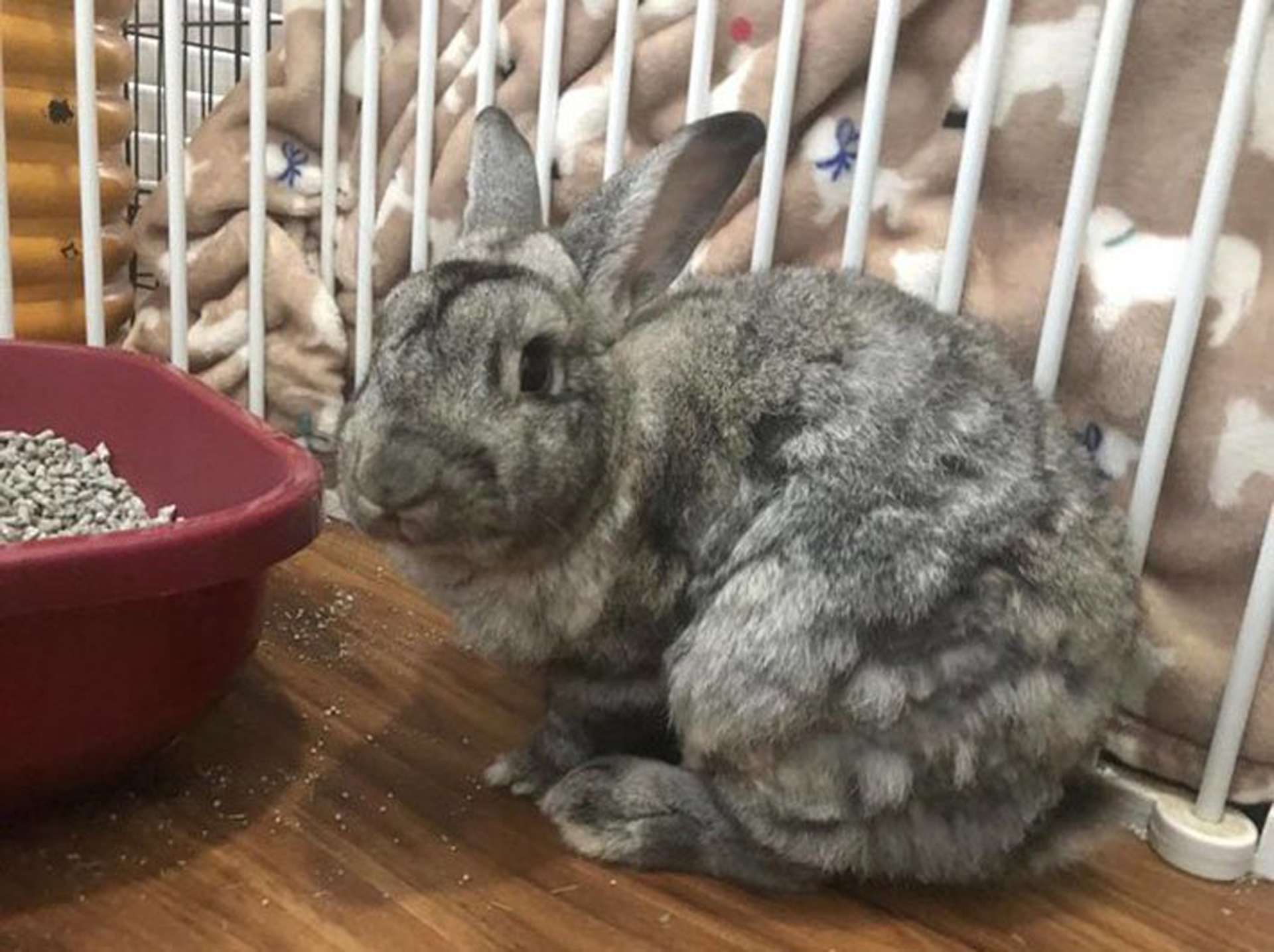 Hoy los animales esperan que sus dueños regresen a su hogar para continuar con sus rutinas (Ron Levine)