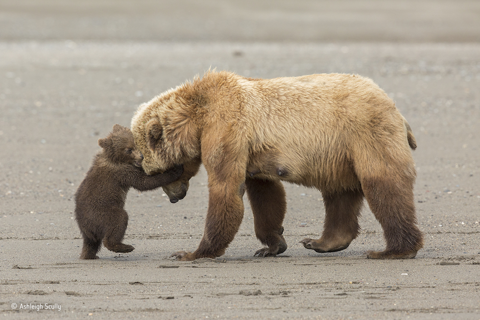 “Abrazo de oso”. Parque Nacional y reserva de Lake Clark, Alaska. Un cachorro de oso pardo quiere jugar con su madre. Categoría: Young Wildlife Photographer of the Year, 11-14 años, ©Ashleigh Scully – Wildlife Photographer of the Year