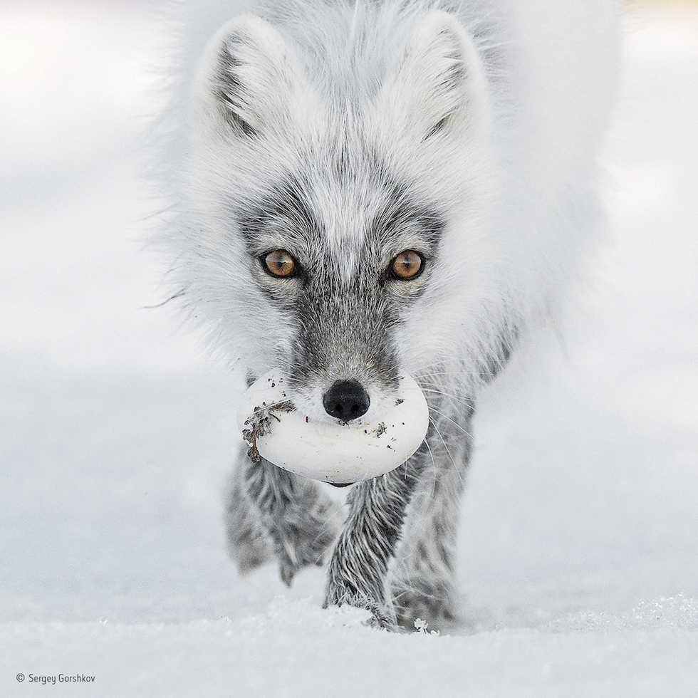 “Tesoro del ártico”. Rusia, Isla de Wrangel. Un zorro ártico carga un huevo que robó del nido de un pato de las nieves. Categoría: Retratos de animales, ©Sergey Gorshkov – Wildlife Photographer of the Year