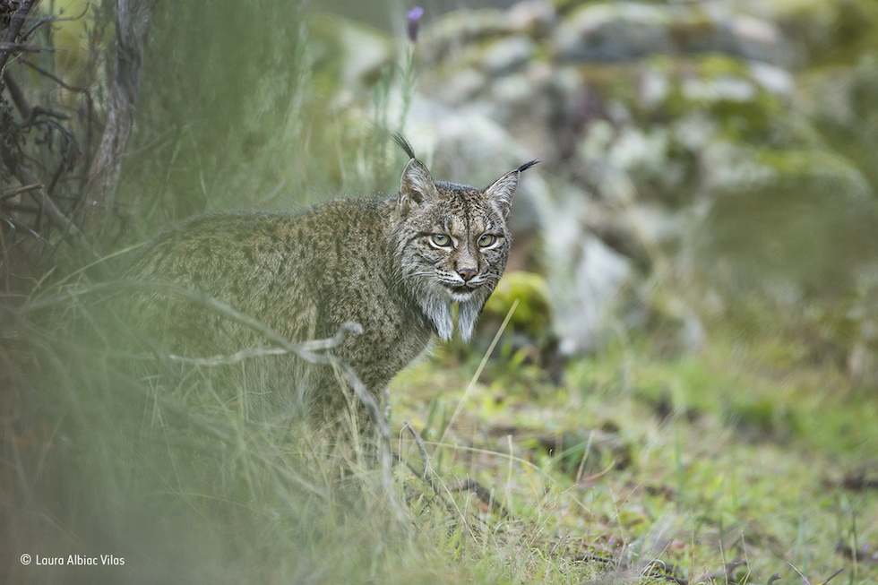 “Ojeada del lynx”. Parque Natural Sierra de Andújar, España. Un lince ibérico.Categoría: Young Wildlife Photographer of the Year, 11-14 años, ©Laura Albiac Vilas – Wildlife Photographer of the Year