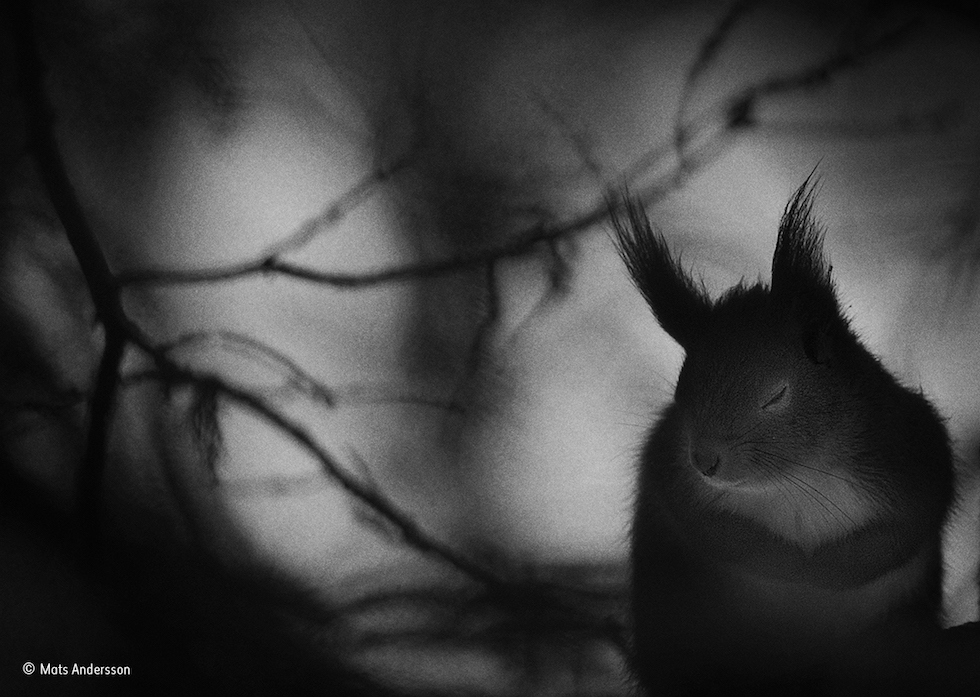 “Pausa de invierno”. Suecia. Una ardilla con los ojos cerrados en una fría mañana de febrero.Categoría: Blanco y negro, © Mats Andersson – Wildlife Photographer of the Year