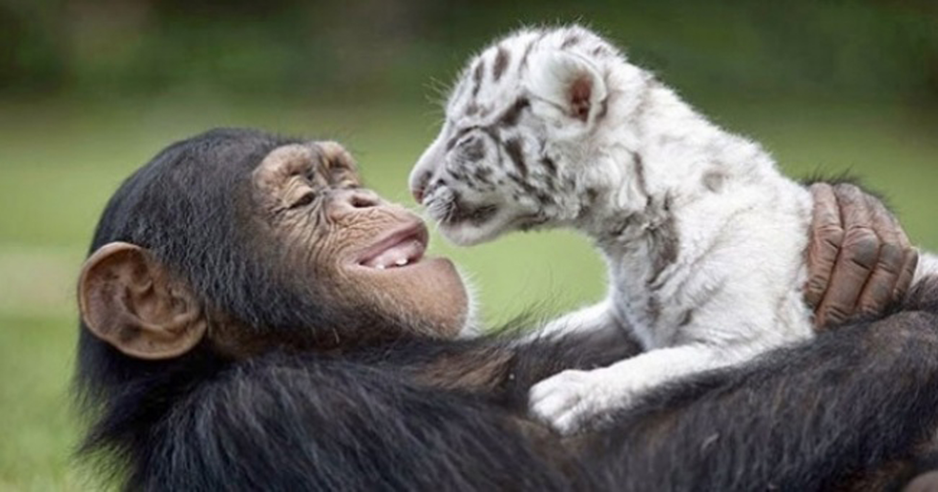 Miles de vínculos afectivos se gestan entre especies, lo que facilita el desarrollo evolutivo de los animales en el planeta