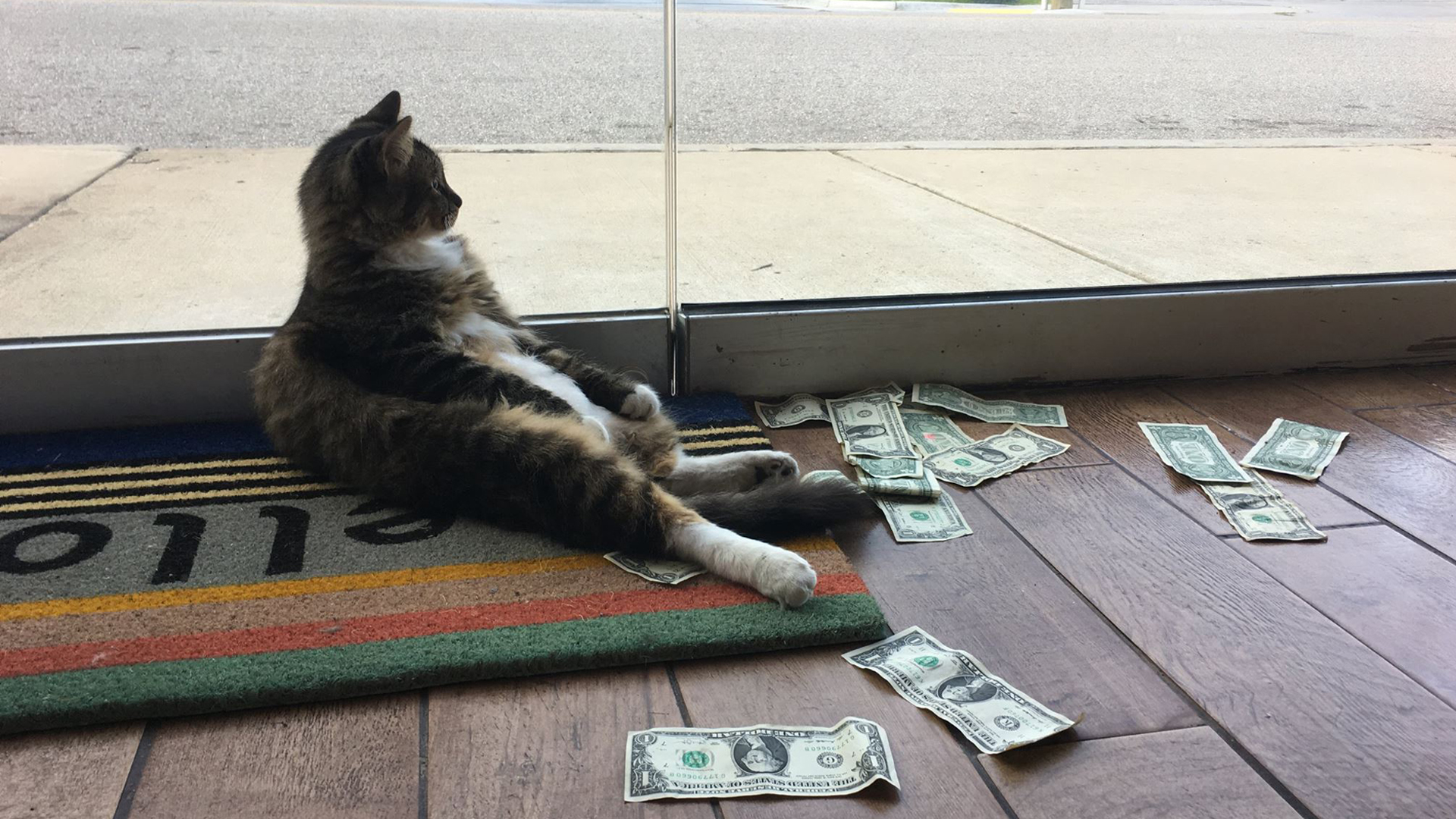 Su nombre es Sir Whines y tiene un especial fanatismo por el hurto de billetes a transeúntes (CASHnip Kitty)
