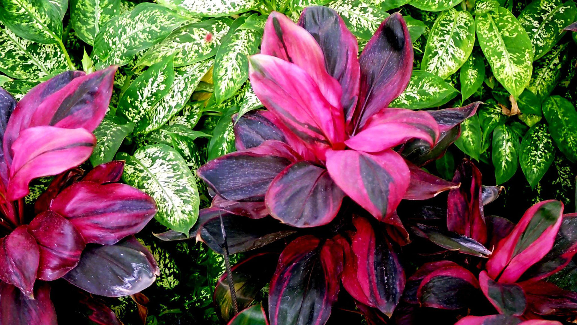 Plantas, de una sola especie, fueron insertadas monocultivos para monitorear su reacción