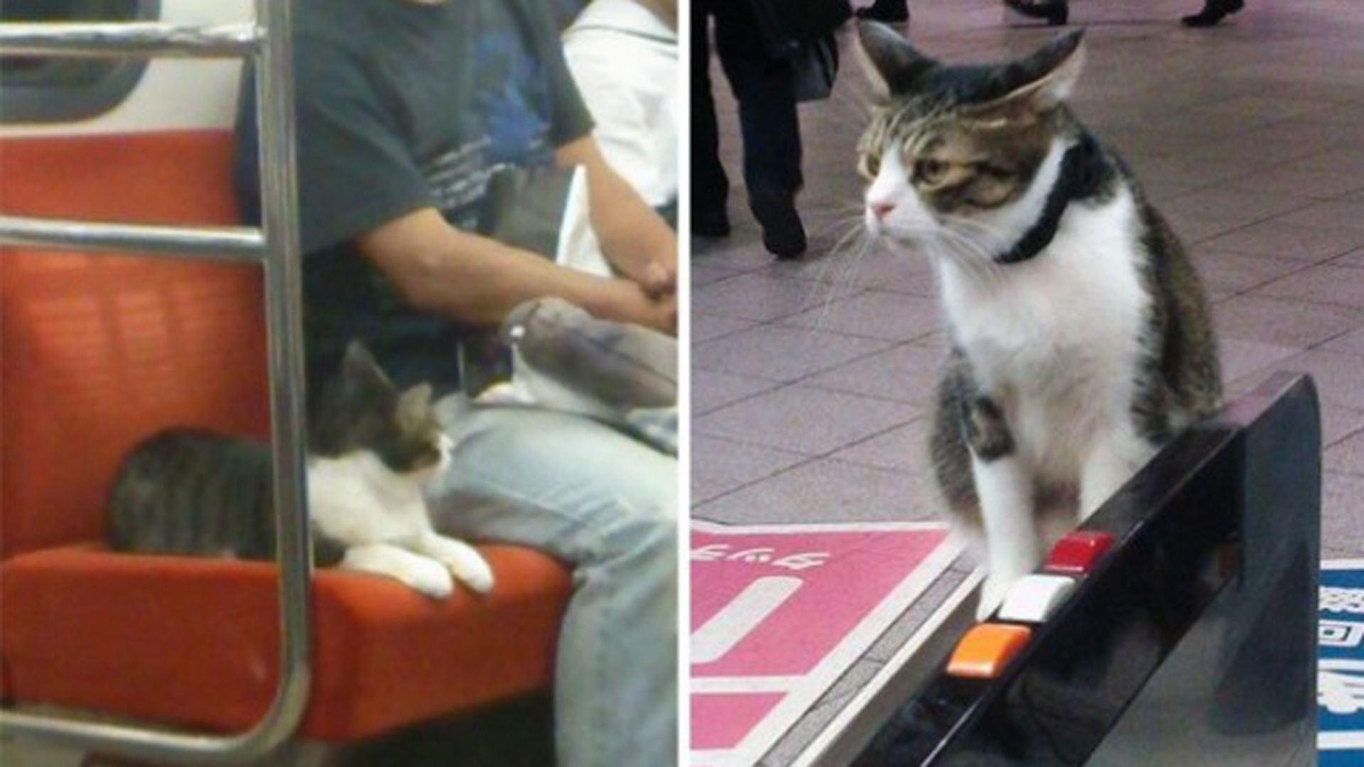 El gato que viaja regularmente en el subte de Tokio y que ya es furor en las redes sociales