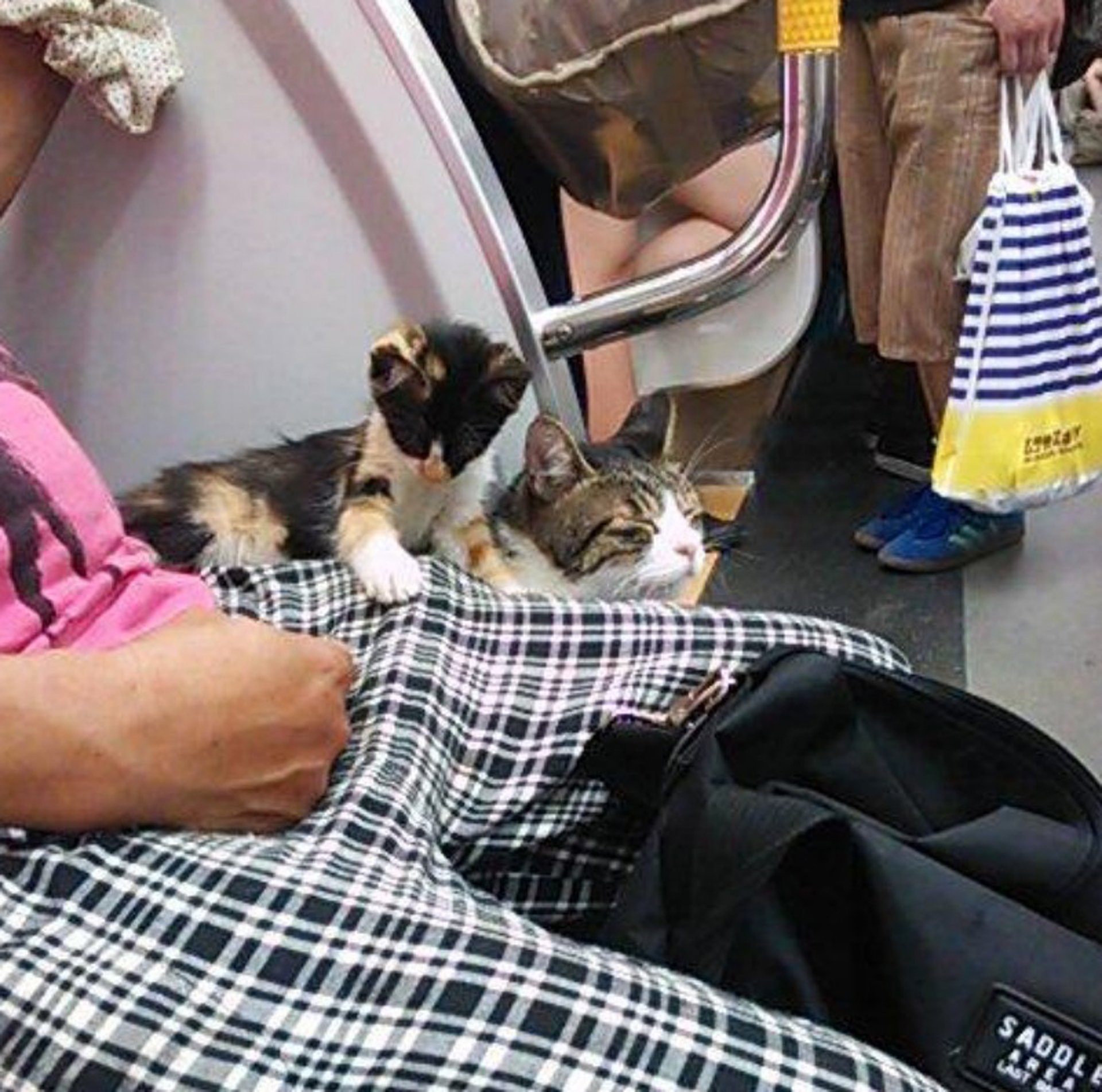 Generalmente los usuarios lo ven sin compañía humana pese a que en ocasiones suele llevar de paseo a su fiel amigo felino