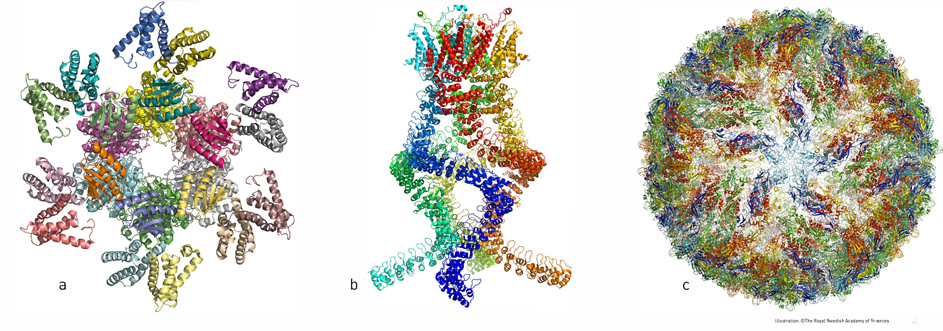 En los últimos años, los investigadores han publicado estructuras atómicas de numerosos complejos proteicos: a. Un complejo proteico que regula el ritmo circadiano. b. Un sensor del tipo que lee los cambios de presión en el oído y nos permite oír. c. El virus del zika