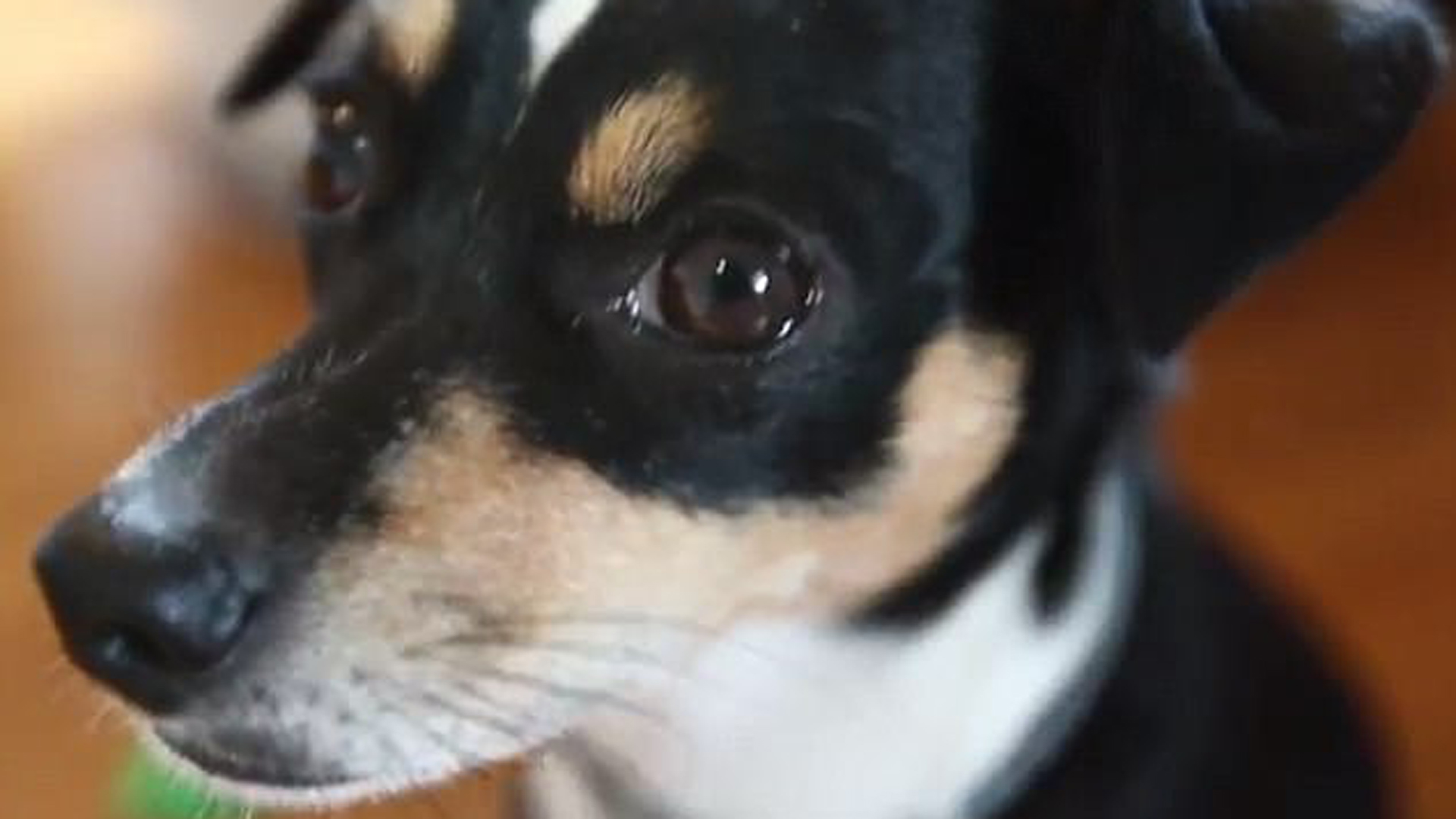 La ciencia ha confirmado la capacidad canina de comprender lo que los humanos le dicen (dailymail)