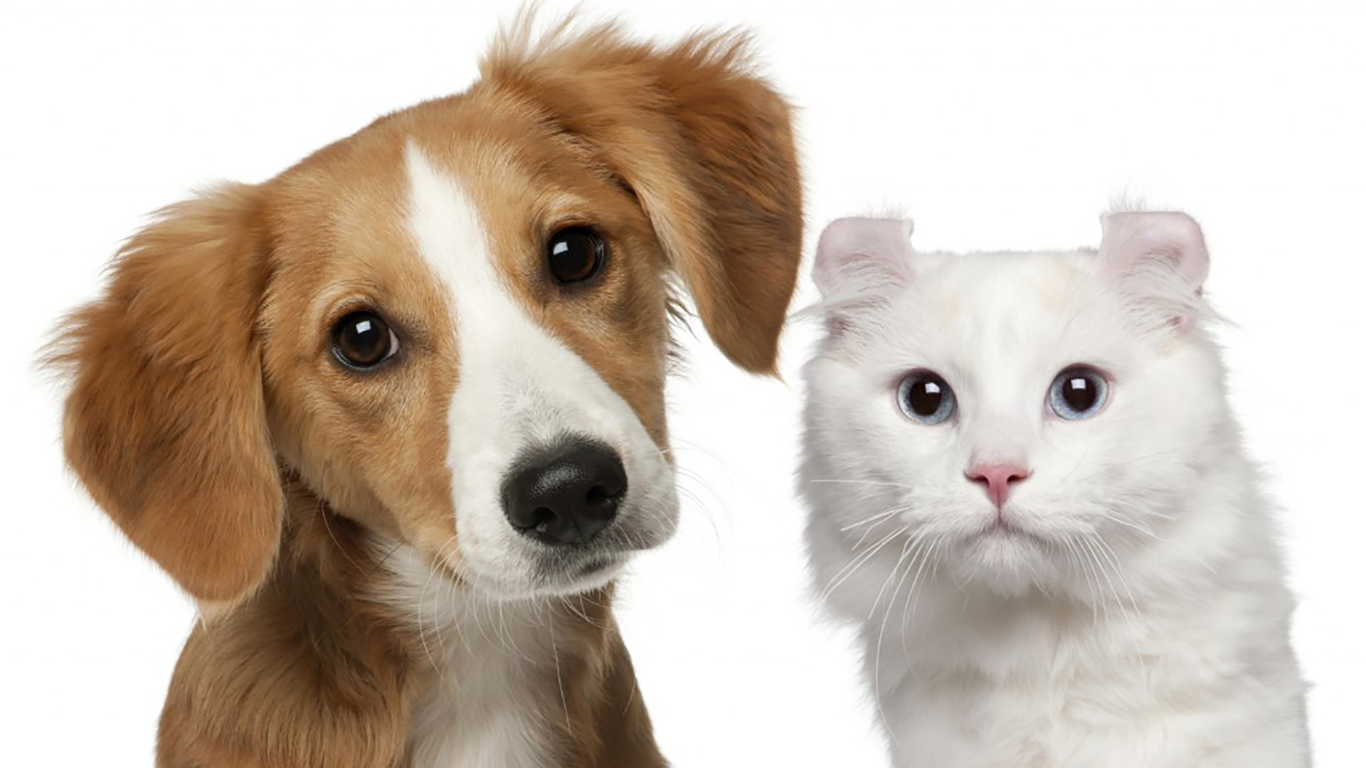 Existen hábitos y costumbres claves para que las mascotas gocen de una vida saludable y longeva