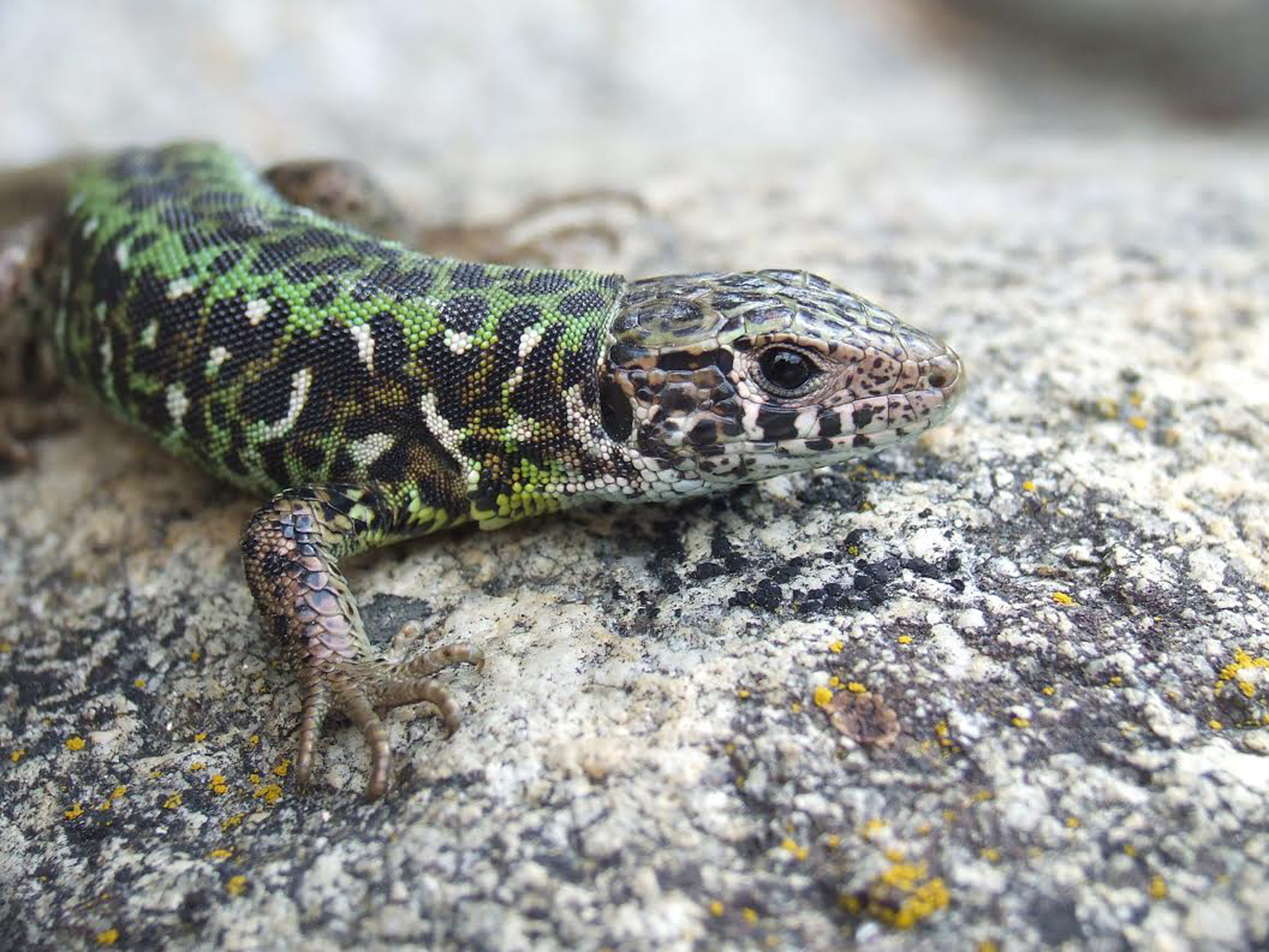 El lagarto verdinegro, una de las 10.064 especies de reptiles que conformaron el catálogo de los científicos