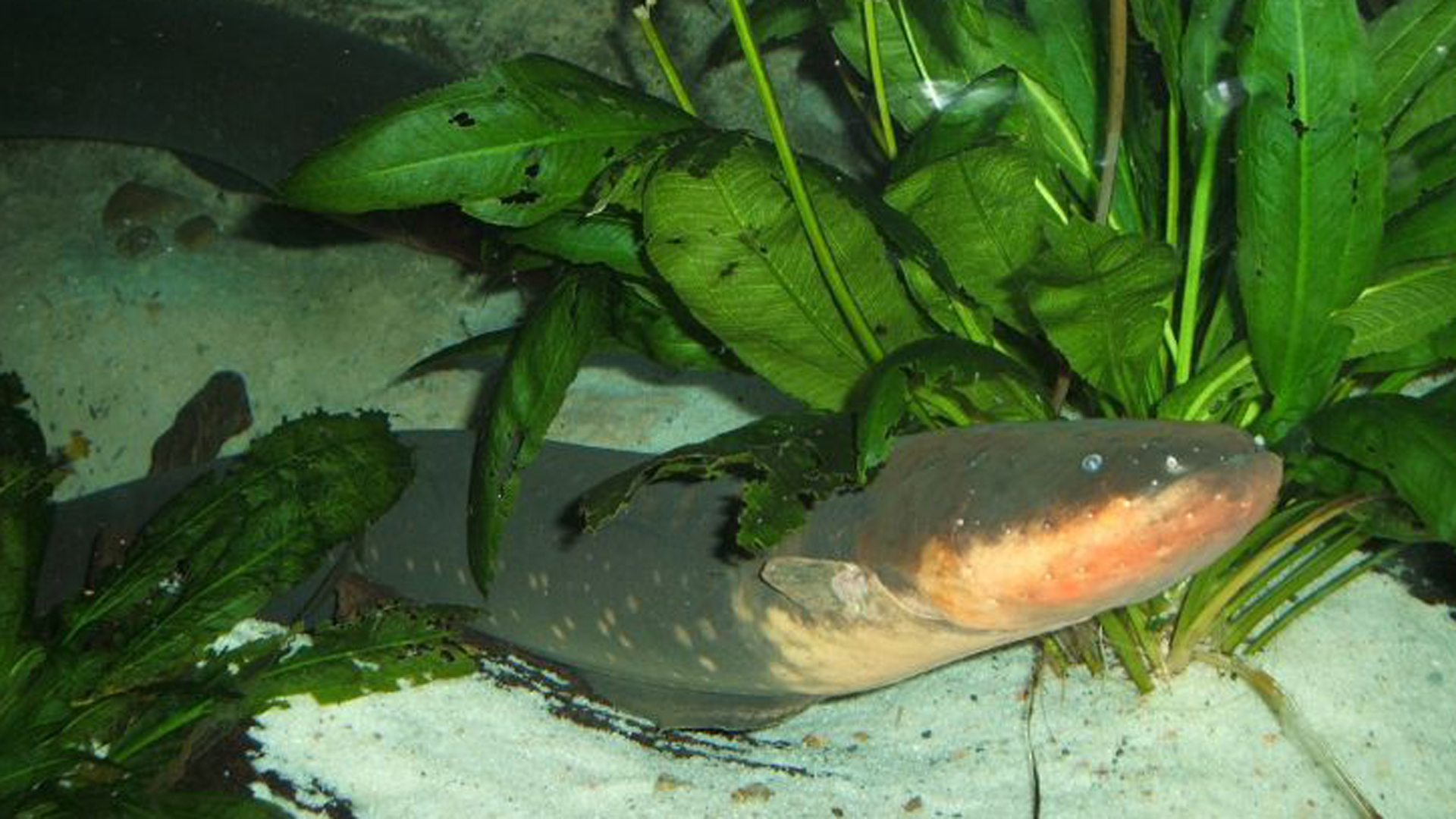 La Extrana Razon Por La Que Un Cientifico Dejo Que Una Anguila Electrica Lo Atacara Infobae