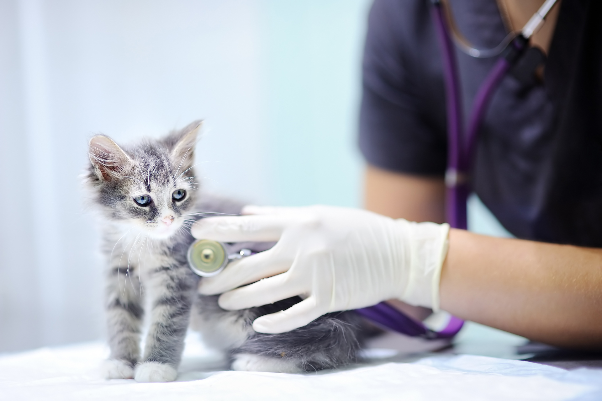 Las visistas al veterinarios deben ser obligatorias en cachorros y perros adultos (Getty)