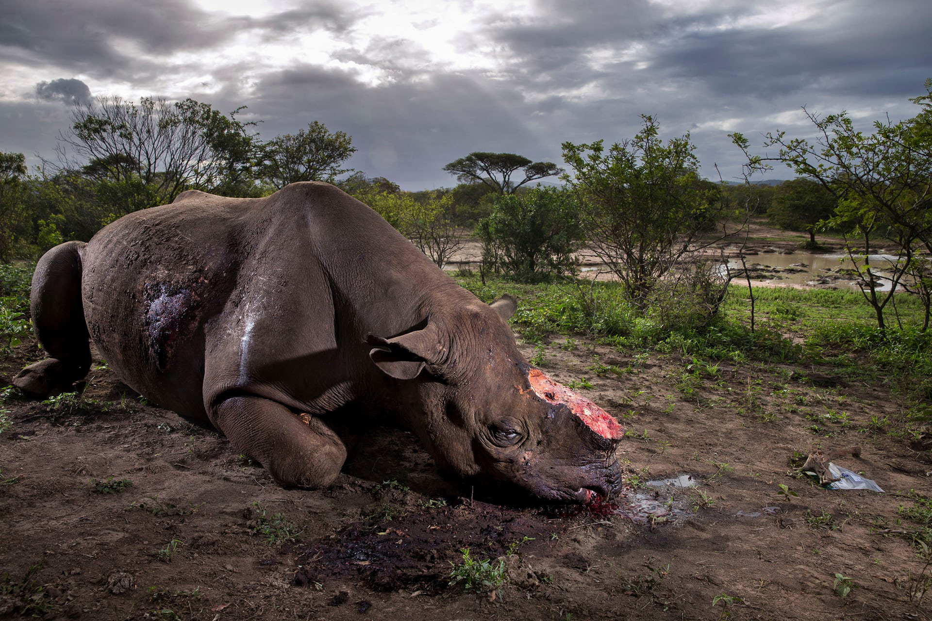 Ganador: “Memorial to a Species” de Brent Stirton, Sudáfrica. Categoría “Historia”