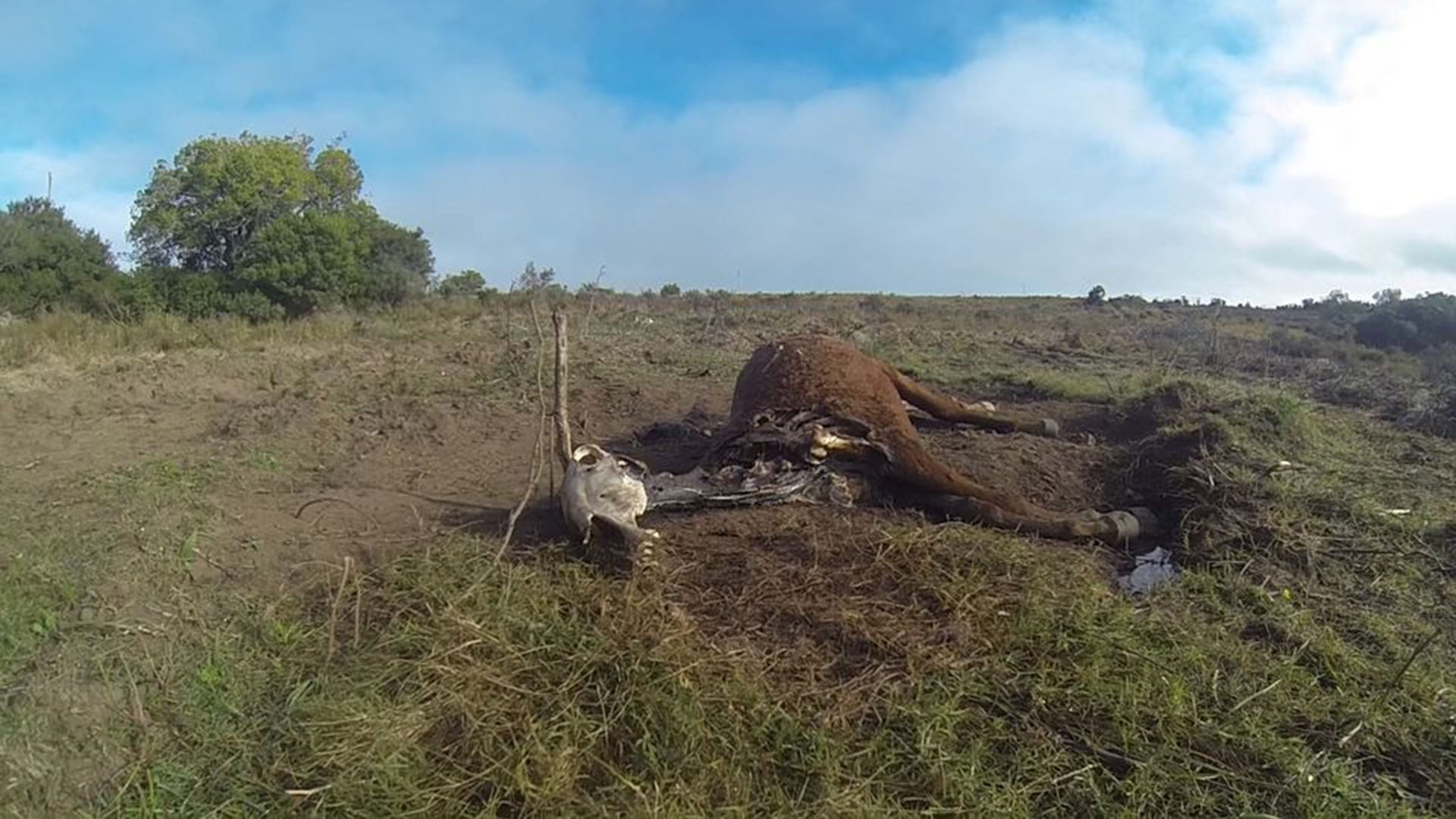 Los investigadores encontraron cadáveres de yeguas en varios campos en los que harían las practicas.