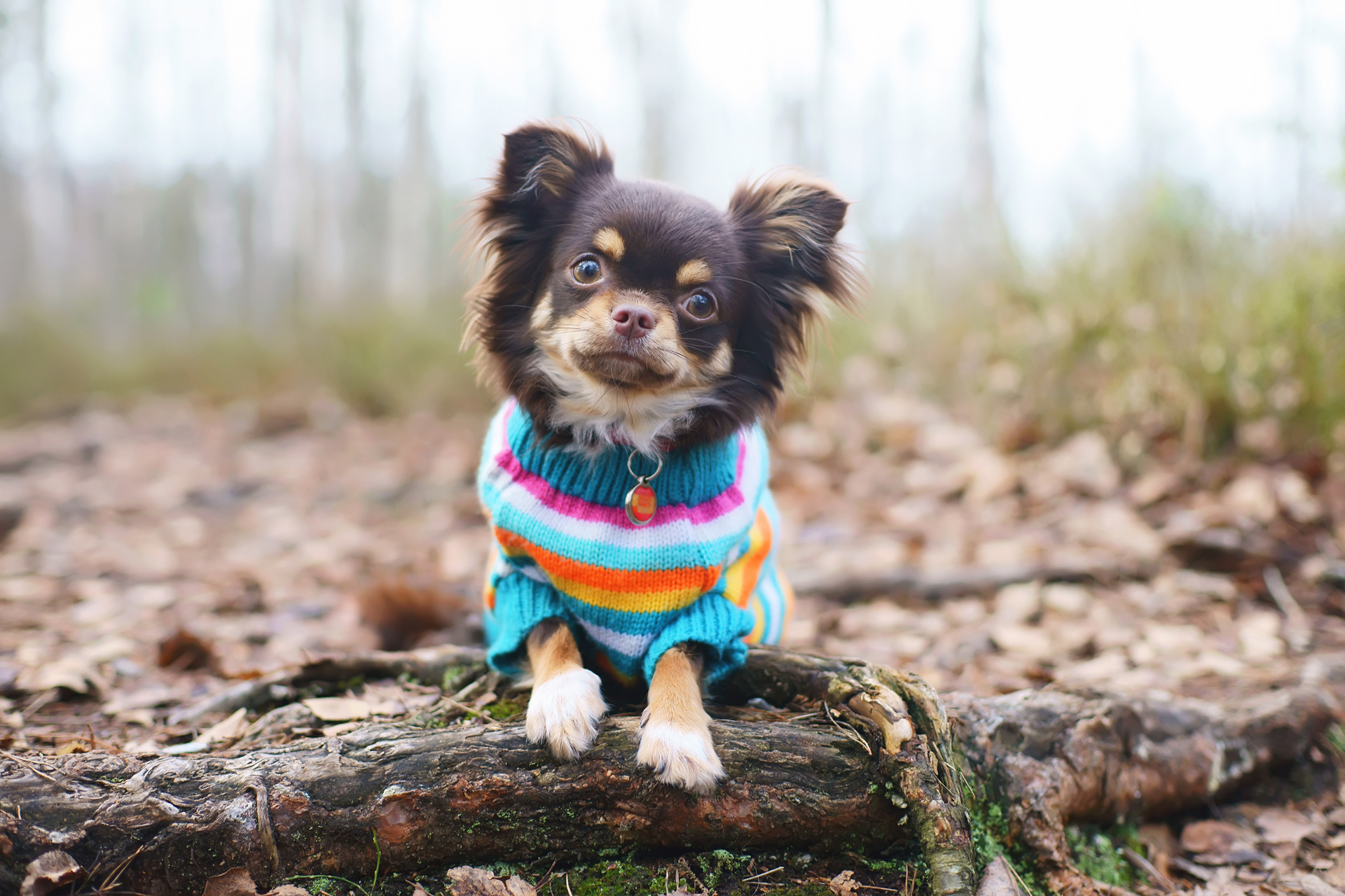 Los chihuahuas, pese a su comportamiento gruñon ante otros perros y personas, son excelentes compañeros y, por su tamaño, capaces de acompañar a su dueño a todos lados (Getty)