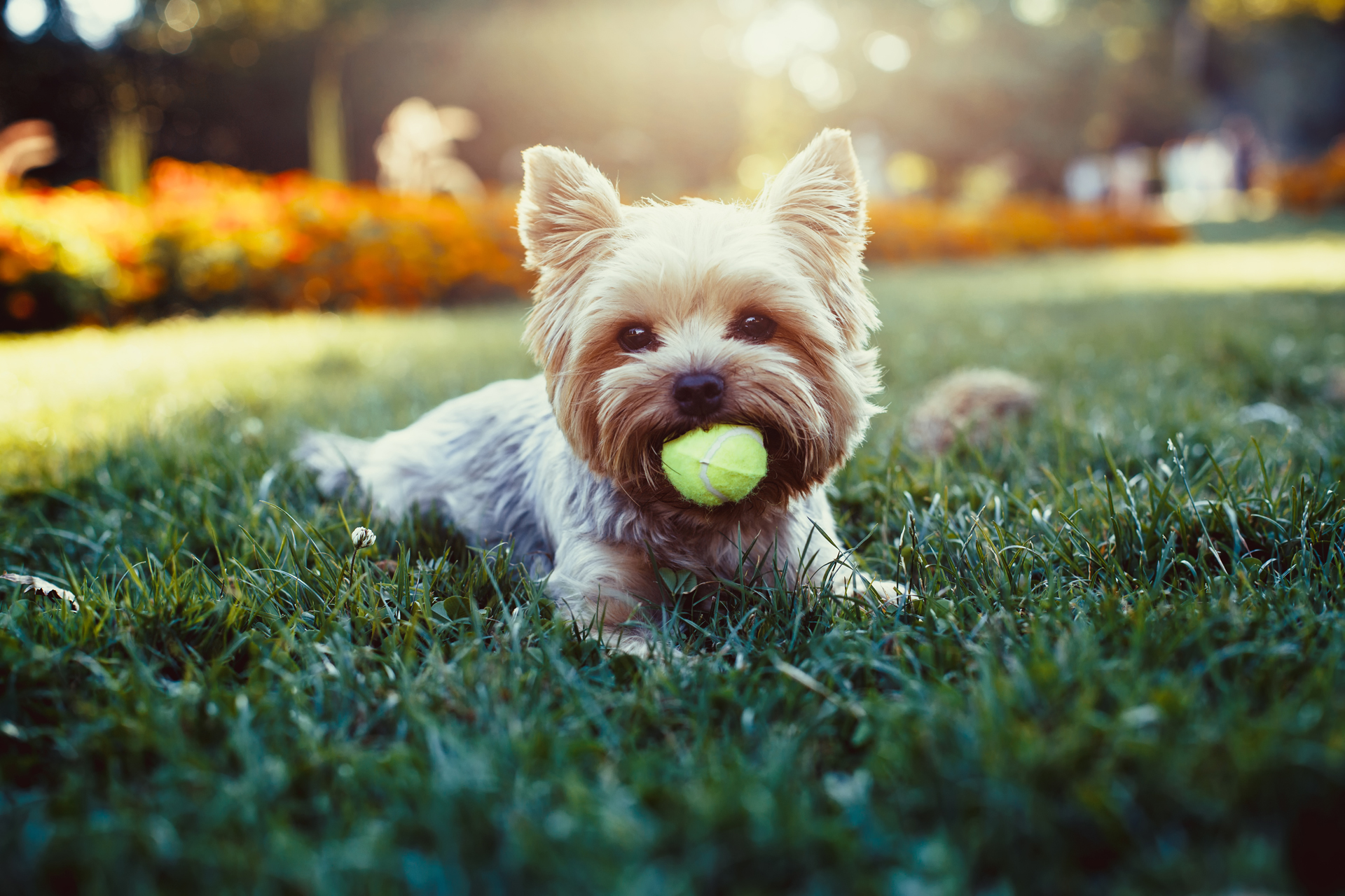 Los yorkshire terrier son juguetones y activos por excelencia pero poseen la conjunción ideal de energía para adultos mayores (Getty)