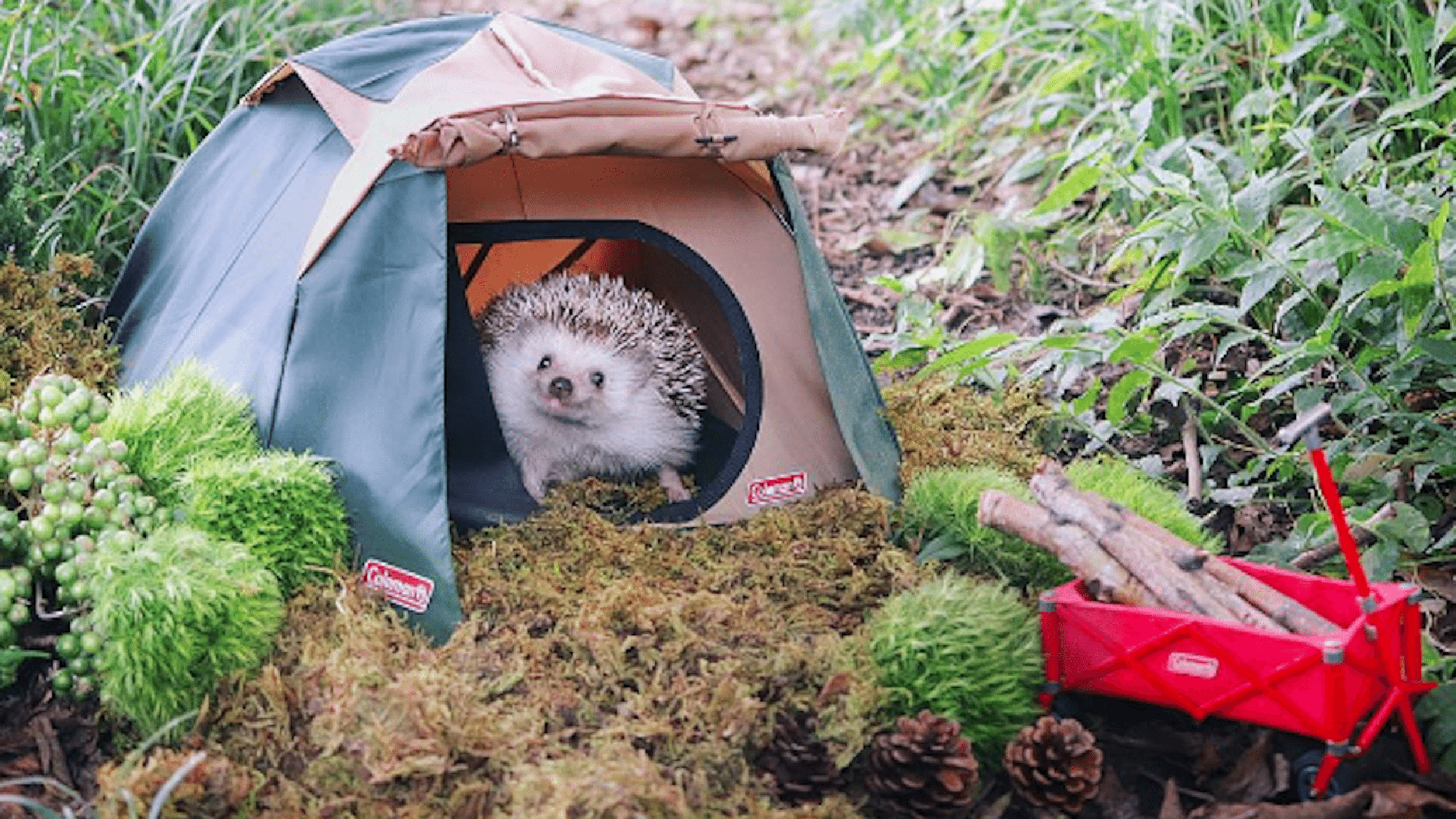 Sus fotos más vistas son las de sus increíbles paseos al aire libre, los cuales disfruta con un verdadero rostro de felicidad (hedgehog_azuki)
