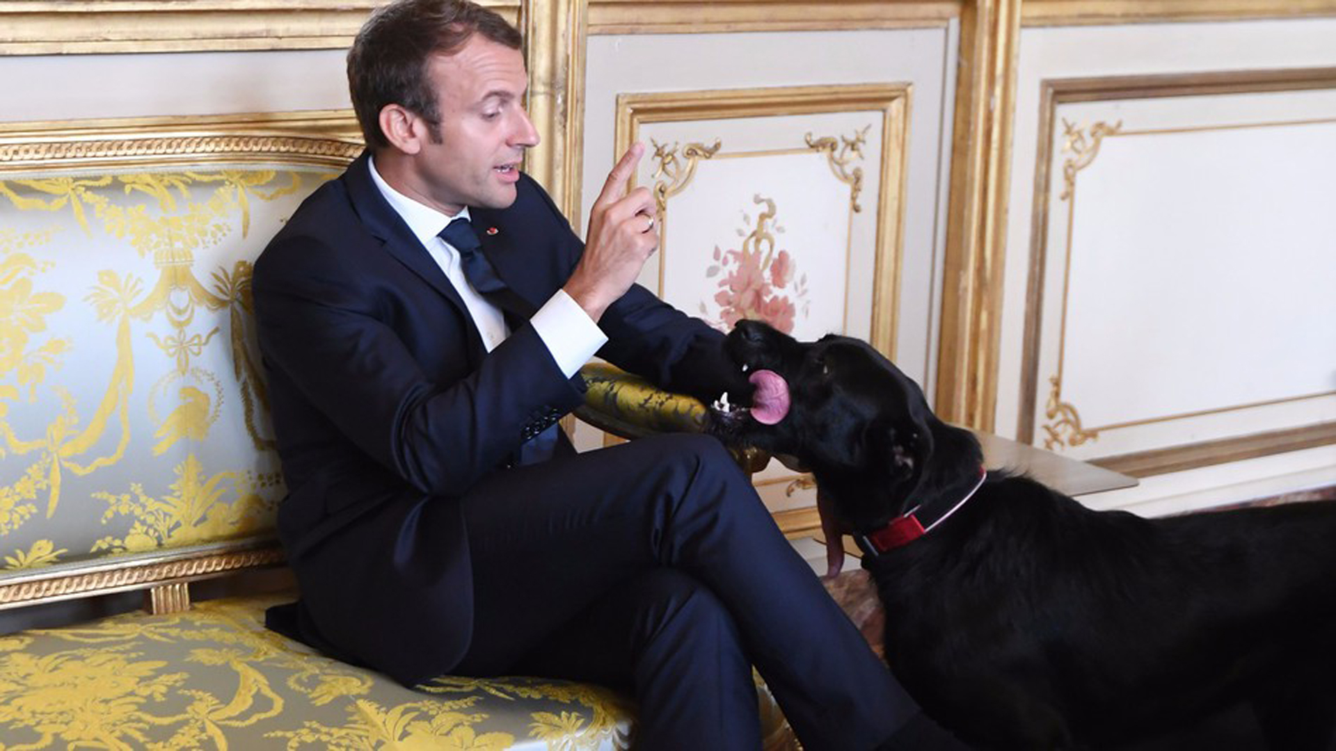Nemo es un perro mestizo que fue rescatado de un refugio por el matrimonio Macron (AFP – Getty Images)