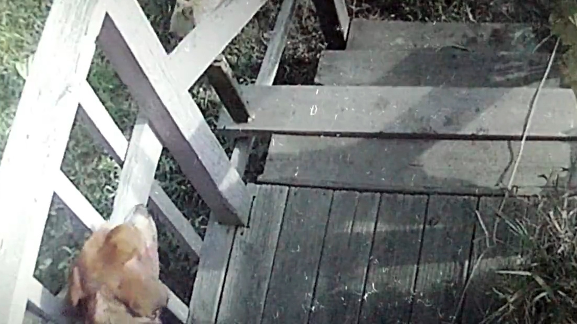 El perro estaba encadenado en la puerta de su casa