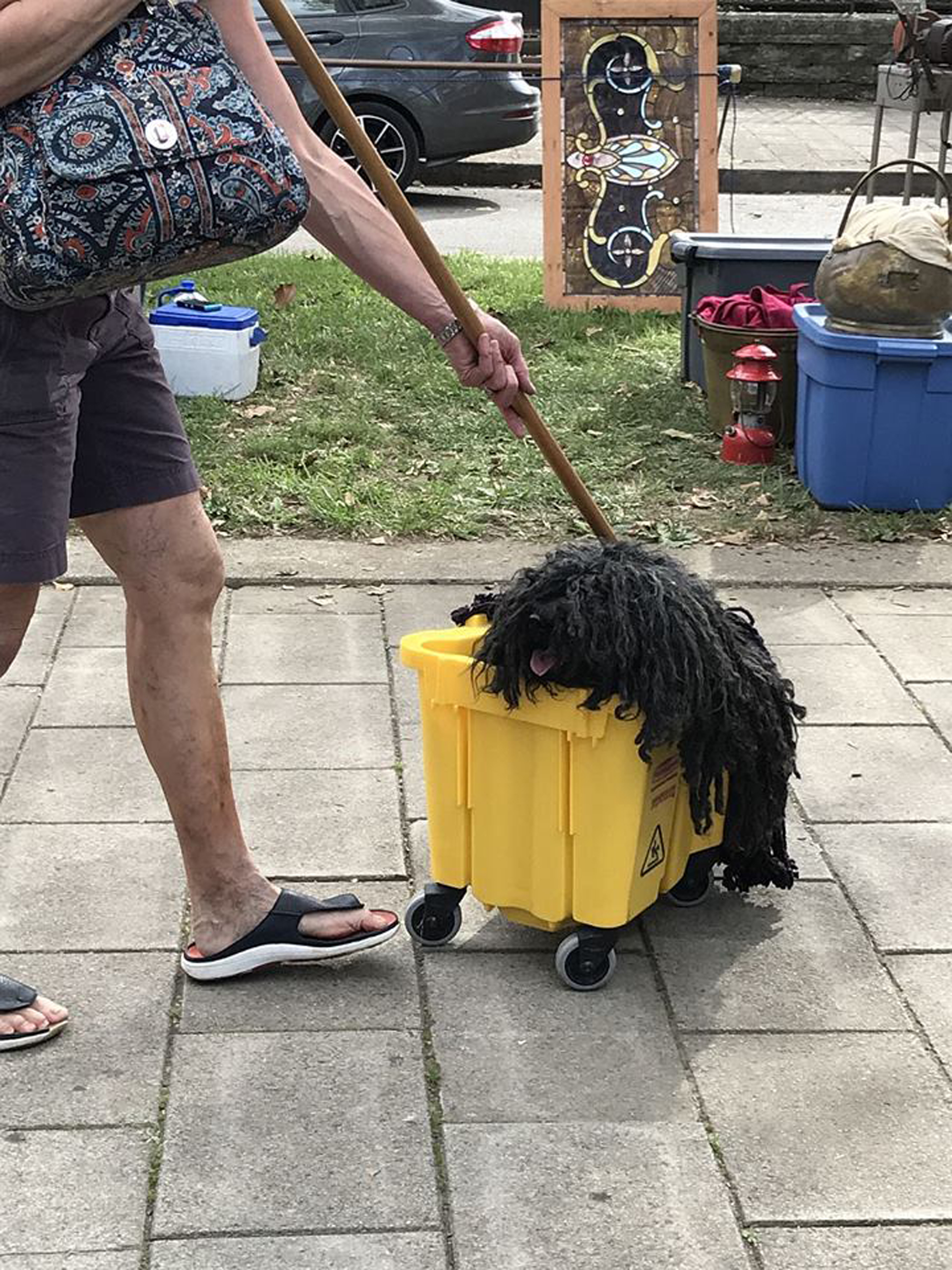 Esta mascota y su dueña supieron ganarse la simpatía del público como también de las redes sociales (Facebook 2 Point Farm, LLC)