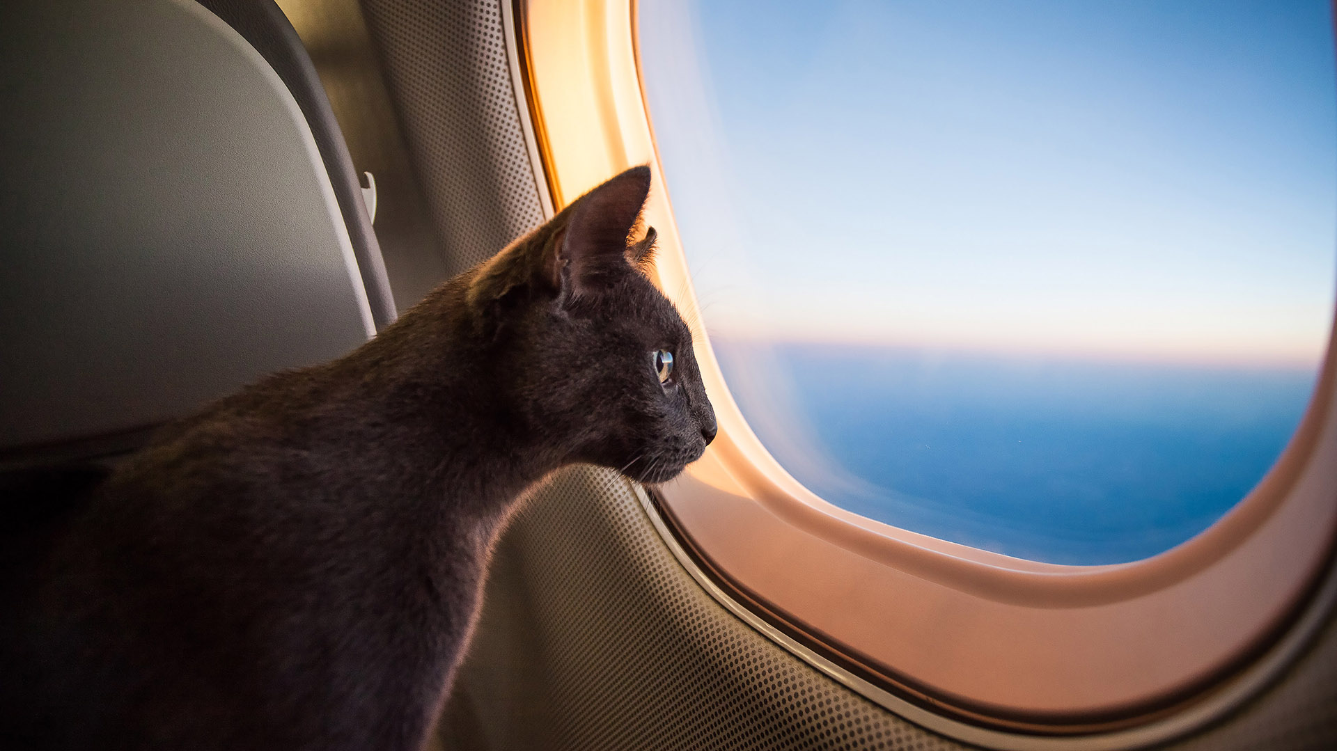 Cada animal es diferente y por eso hay que averiguar antes del viaje si está apto para hacerlo (Getty)