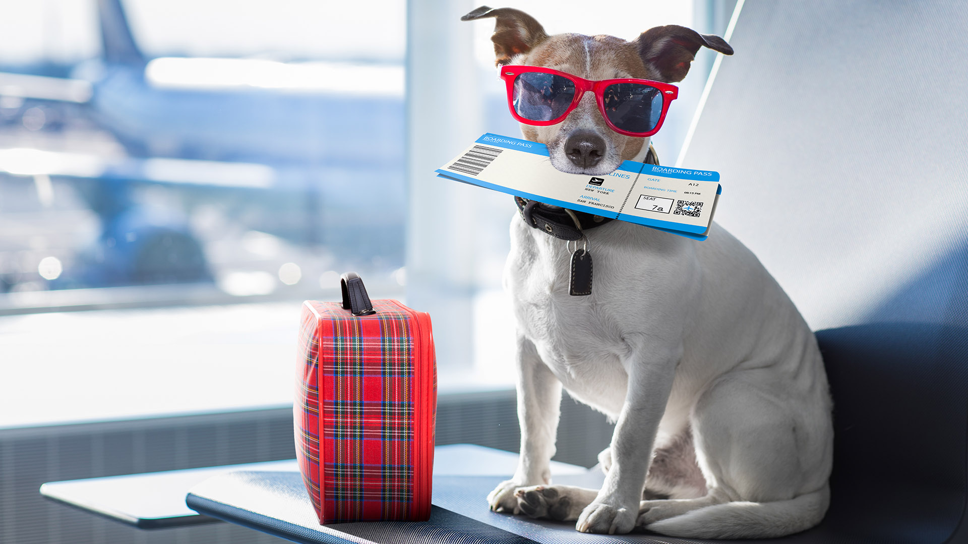Si el perro viaja en “transportín” es importante que viaje con “olores” o juguetes que reconozca. (Getty)