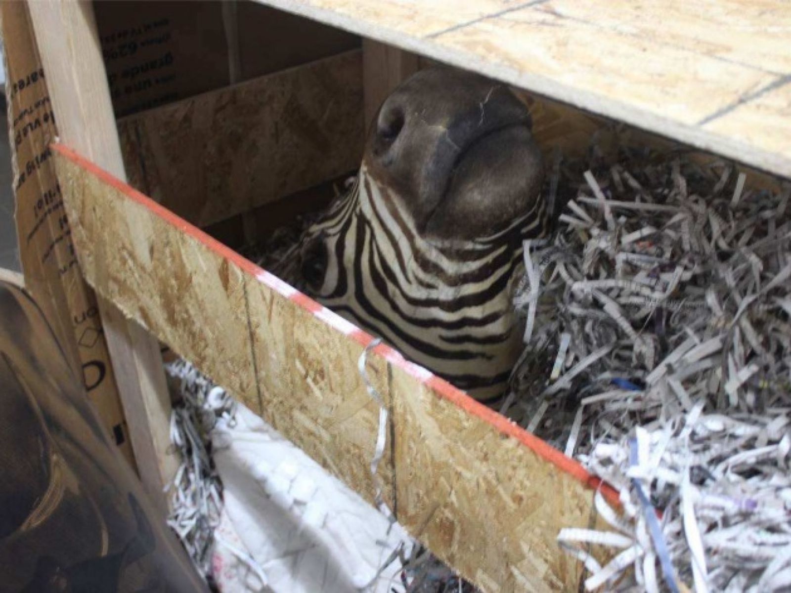 Uno de los animales muertos secuestrados en el rancho de la secta
