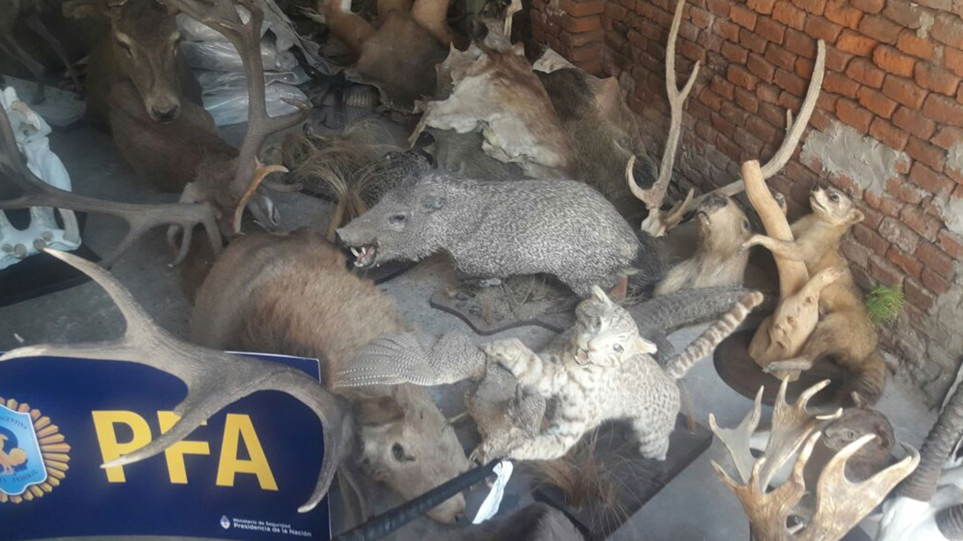 Secuestraron más de 450 ejemplares de fauna silvestre protegida que fueron embalsamados o congelados (Fotos: Policía Federal)