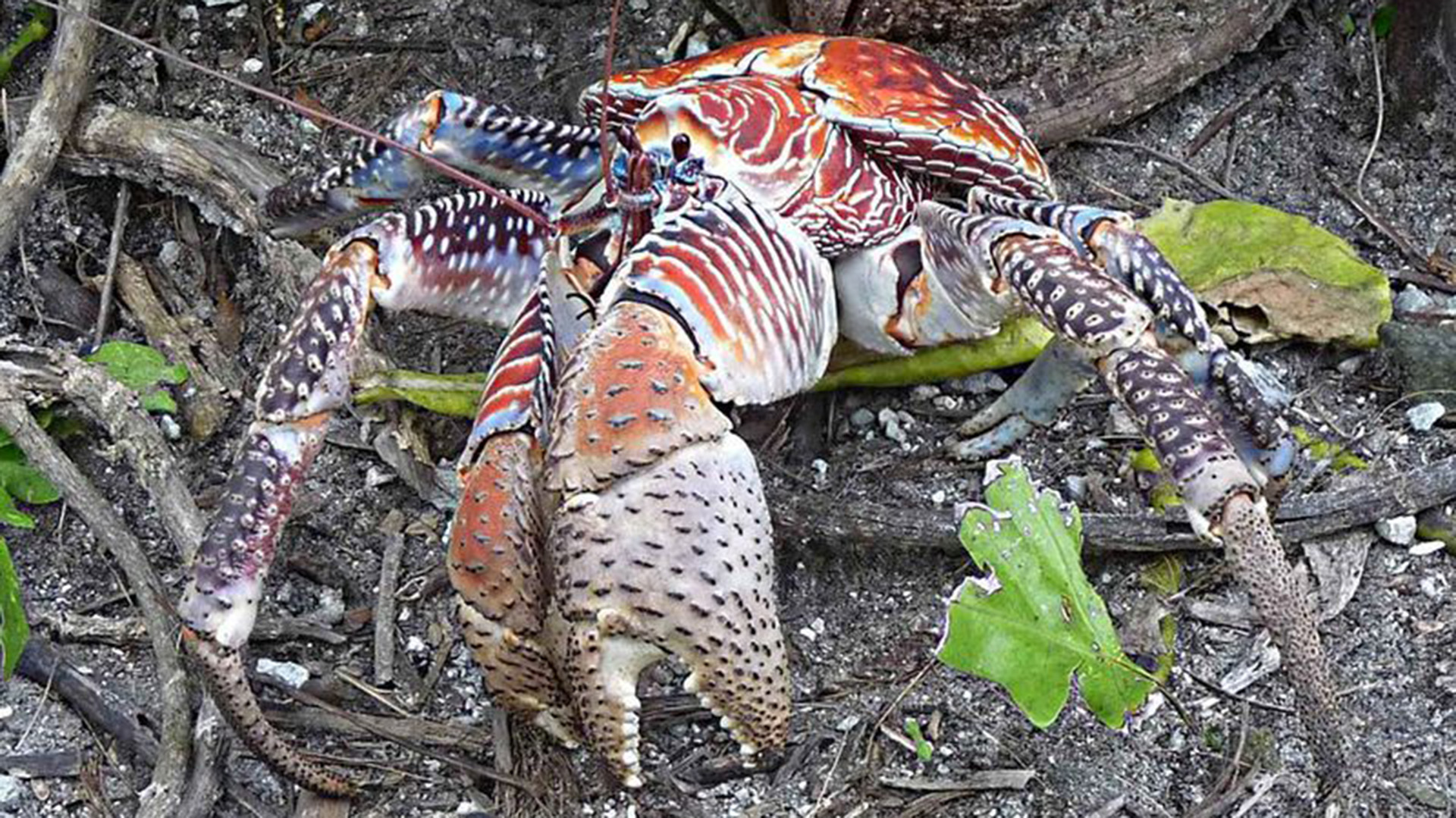 Los cangrejos cocoteros pueden medir hasta casi un metro y pesar cuatro kilos