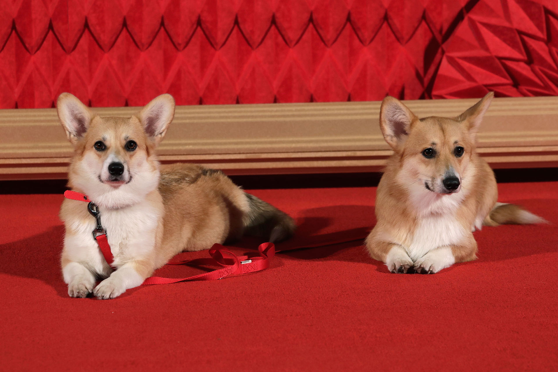 La ternura de los perros de la serie también estuvo presente en la red carpet londinense