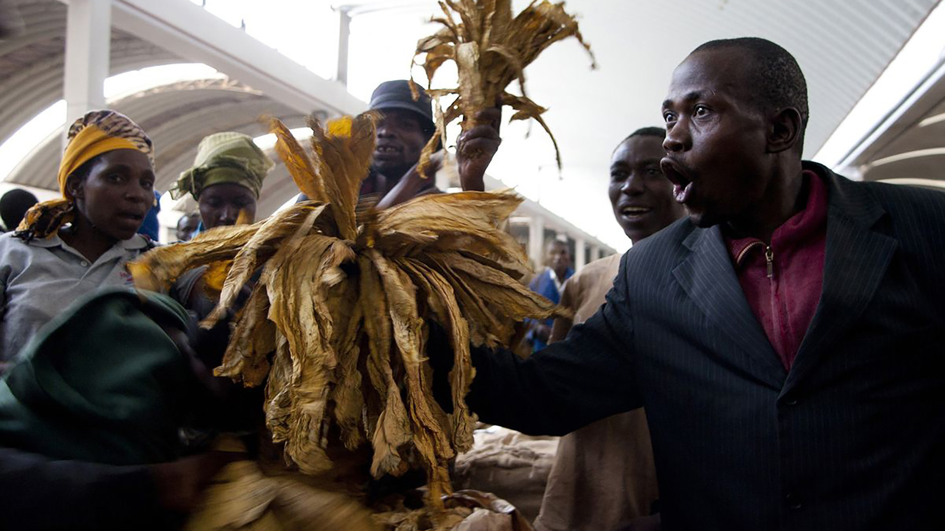 Cultivadores de tabaco de Zimbabwe protestan los bajos precios que se ofrecen por su cosecha en una subasta en Harare en marzo de 2015. Las exportaciones de tabaco, la mayor fuente de ingresos en divisas extranjeras de la nación entre los productos agrícolas, colapsaron después de la toma a menudo violenta de cerca de 4.500 granjas comerciales, en su mayoría de propiedad blanca, en un programa de reforma agraria fuertemente criticado por los grupos de derechos humanos.