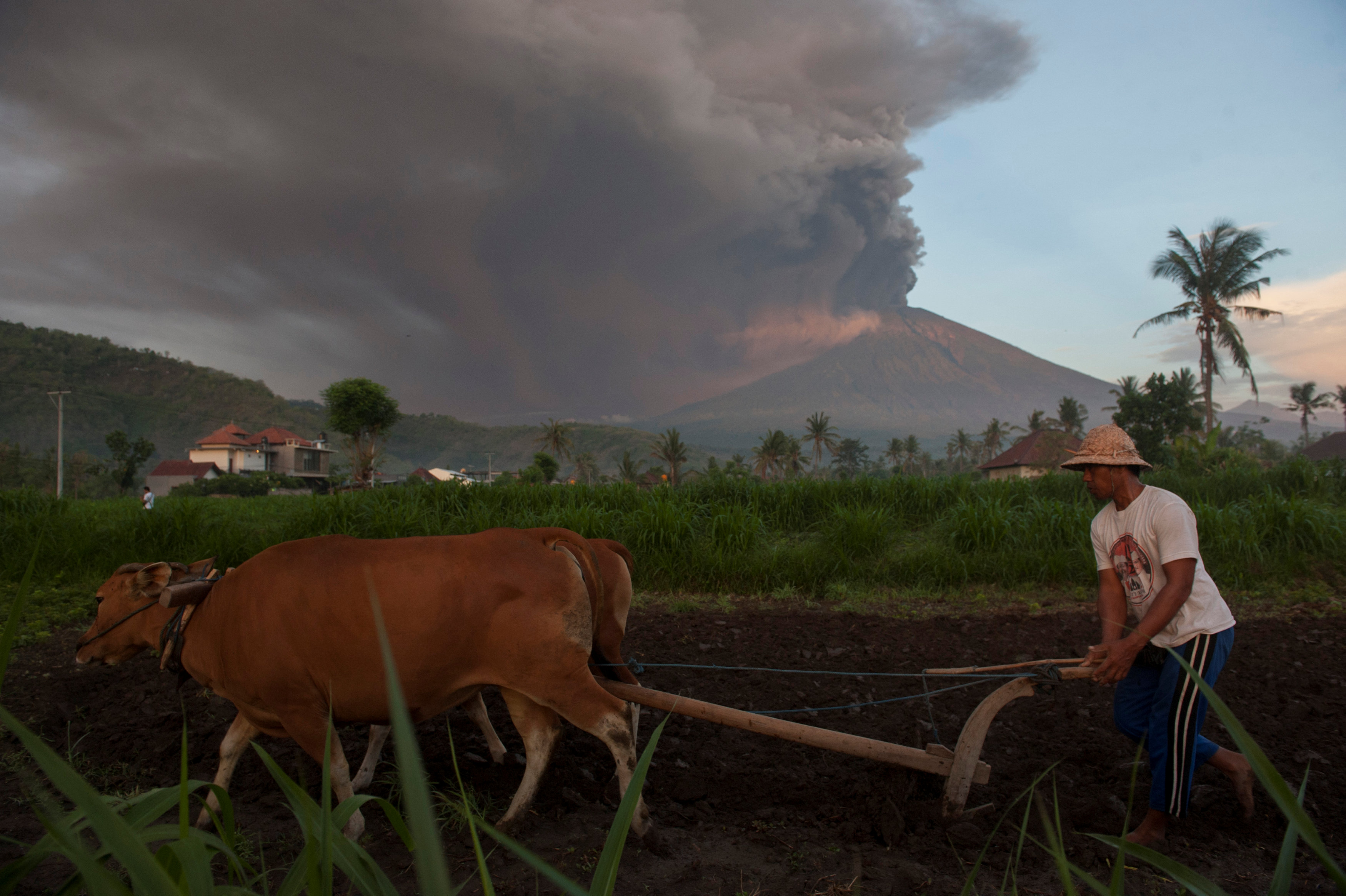 Un campesino ara el campo y mientras atrás el volcán bota sus cenizas. (REUTERS)