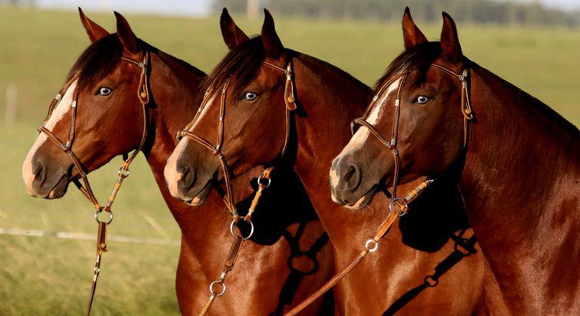 Caballos clonados, una moda de los últimos años