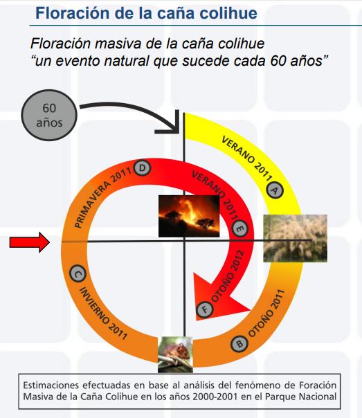 La floración masiva de la caña colihue es “un evento natural que sucede cada 60 años”. Promueve la aparición en la zona de un gran número de roedores. En Argentina la última ocurrió en 2011.