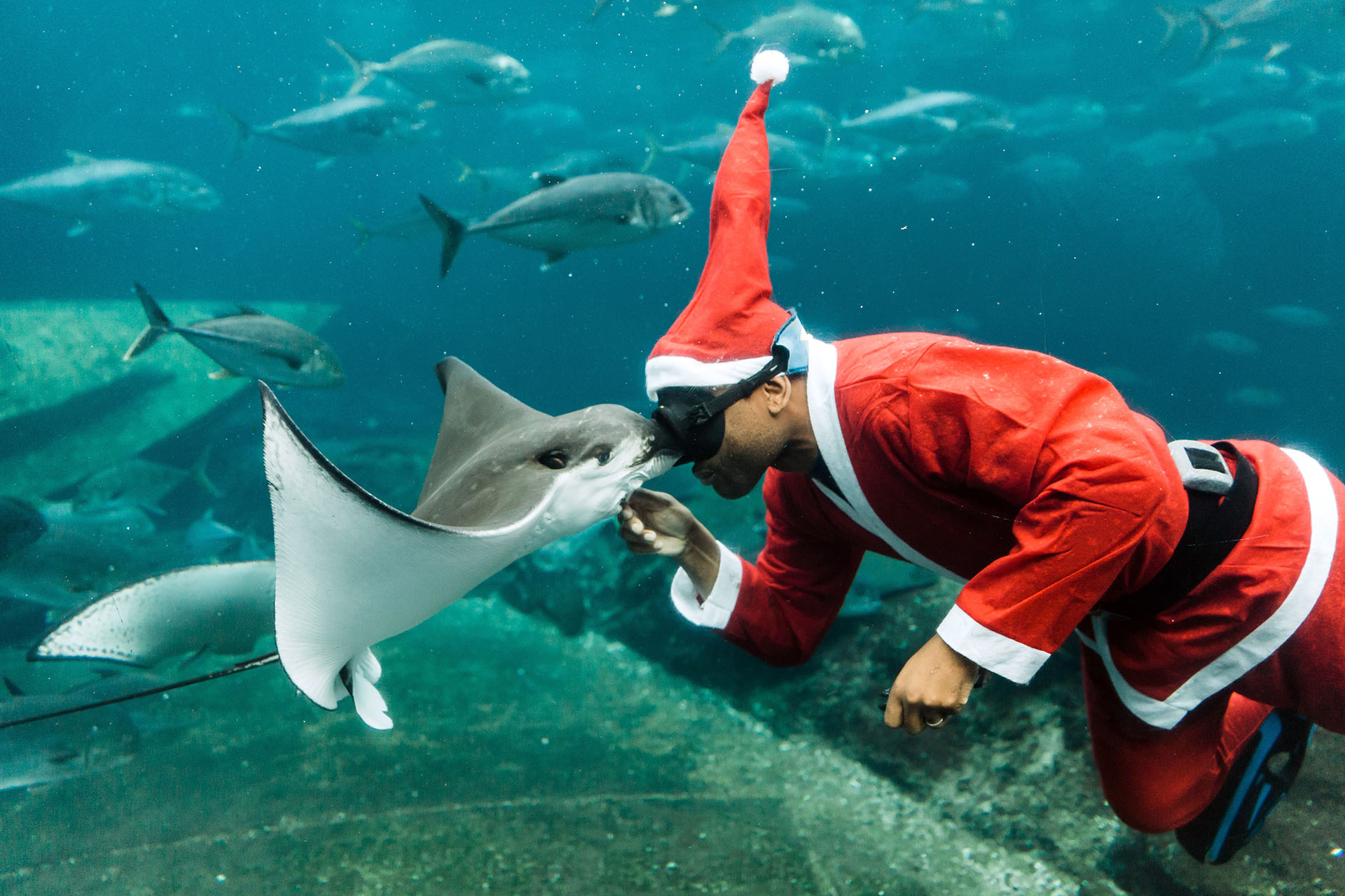 Un buceador sudafricano vestido de Papá Noel alimenta a una pez raya mientras nada en un acuario durante una exhibición antes de Navidad en el parque temático marino más grande de África, uShaka Sea World, en Durban el 19 de diciembre de 2017. (AFP)