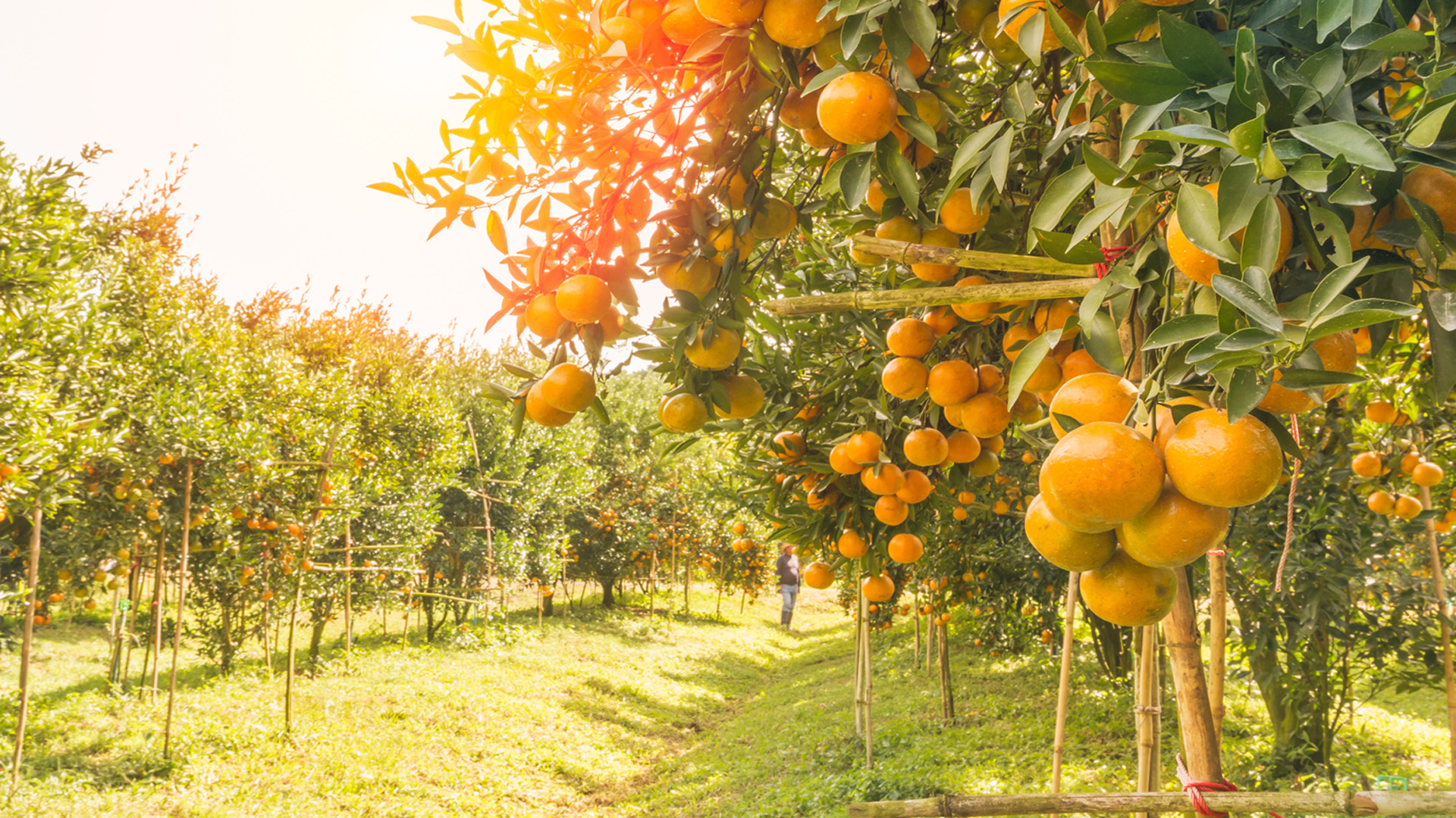 Una aplicación permite calcular los costos de la producción cítrica de manera eficiente y práctica.