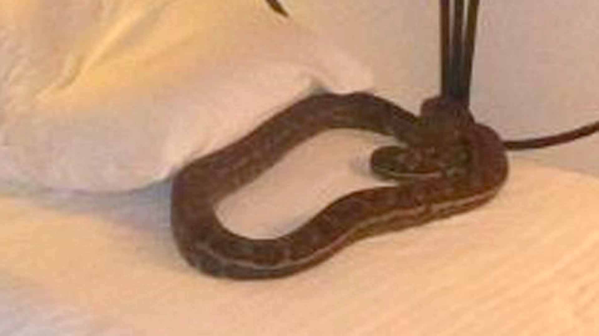 La pitón estaba debajo de su almohada
