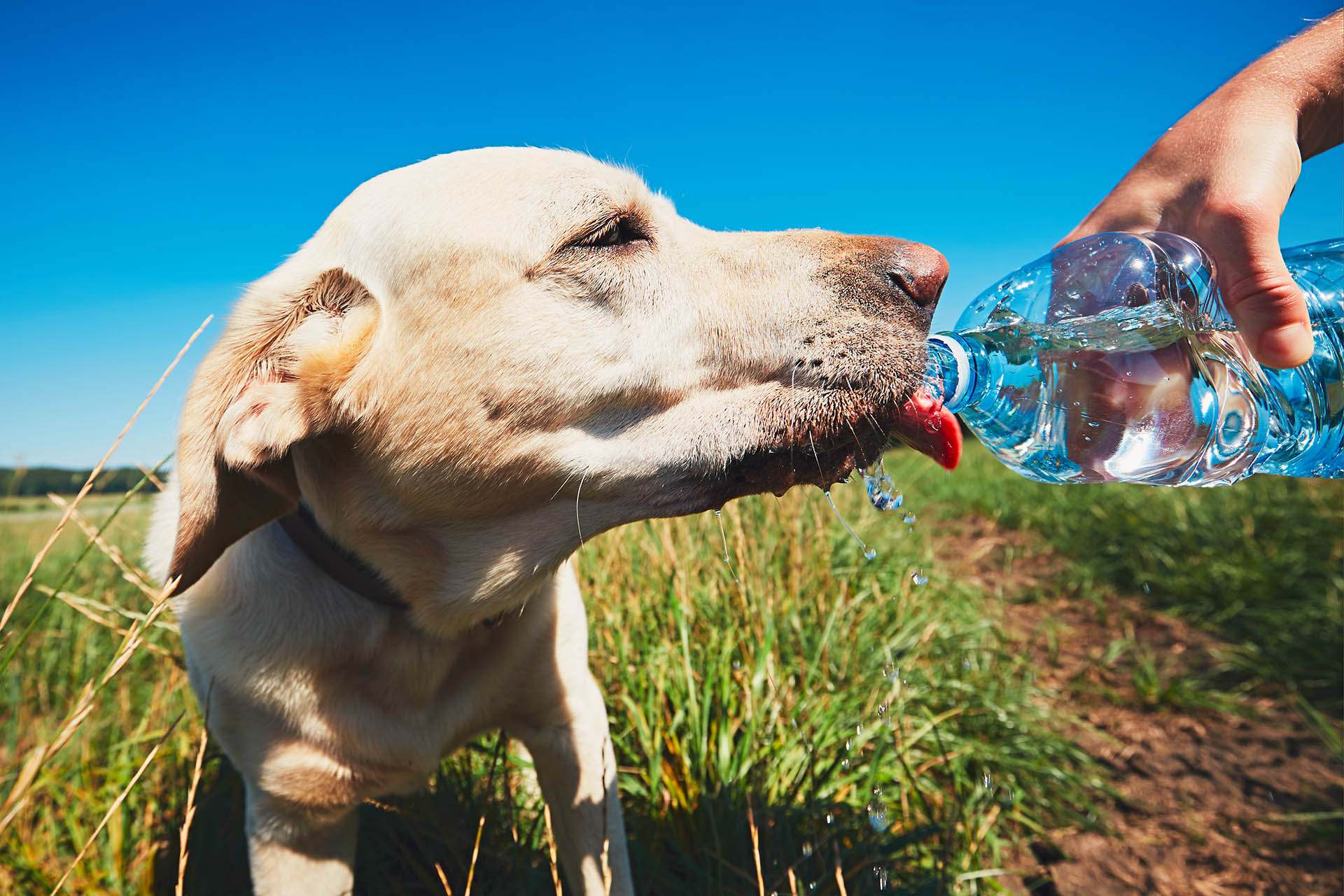 Siempre se recomienda llevar una botella de agua si se les dará un paseo para evitar su deshidratación (Getty)