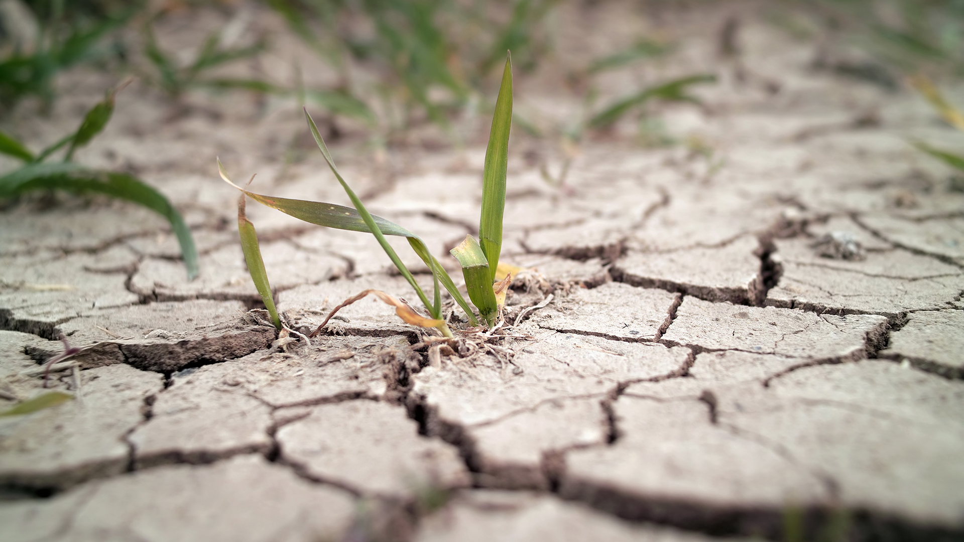 Bayer cuenta con semillas anti-sequía en los Estados Unidos que todavía no están disponibles en otros países. (Getty Images)